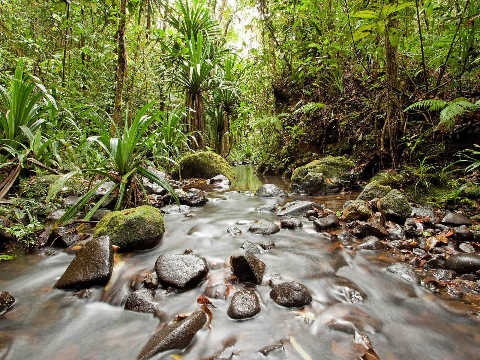 Parque Forestal Colo-i-Suva