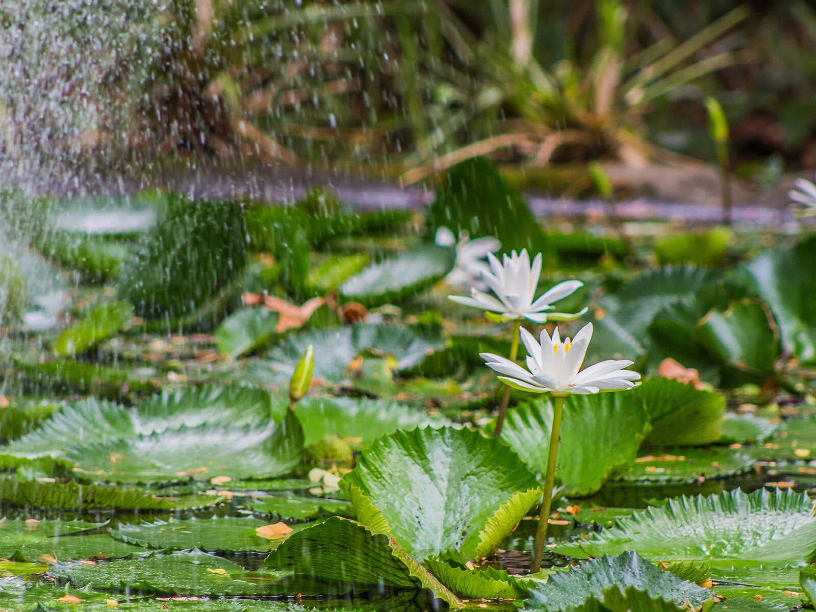 Jardín del Gigante Dormido 1
