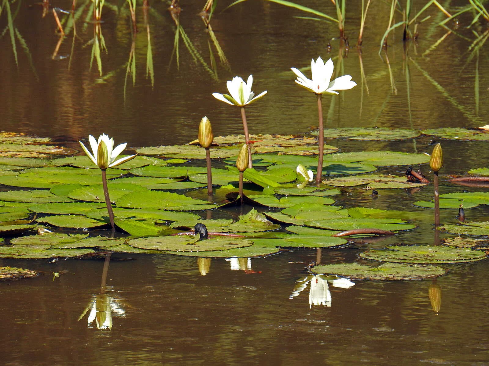 Reserva Natural de Abuko