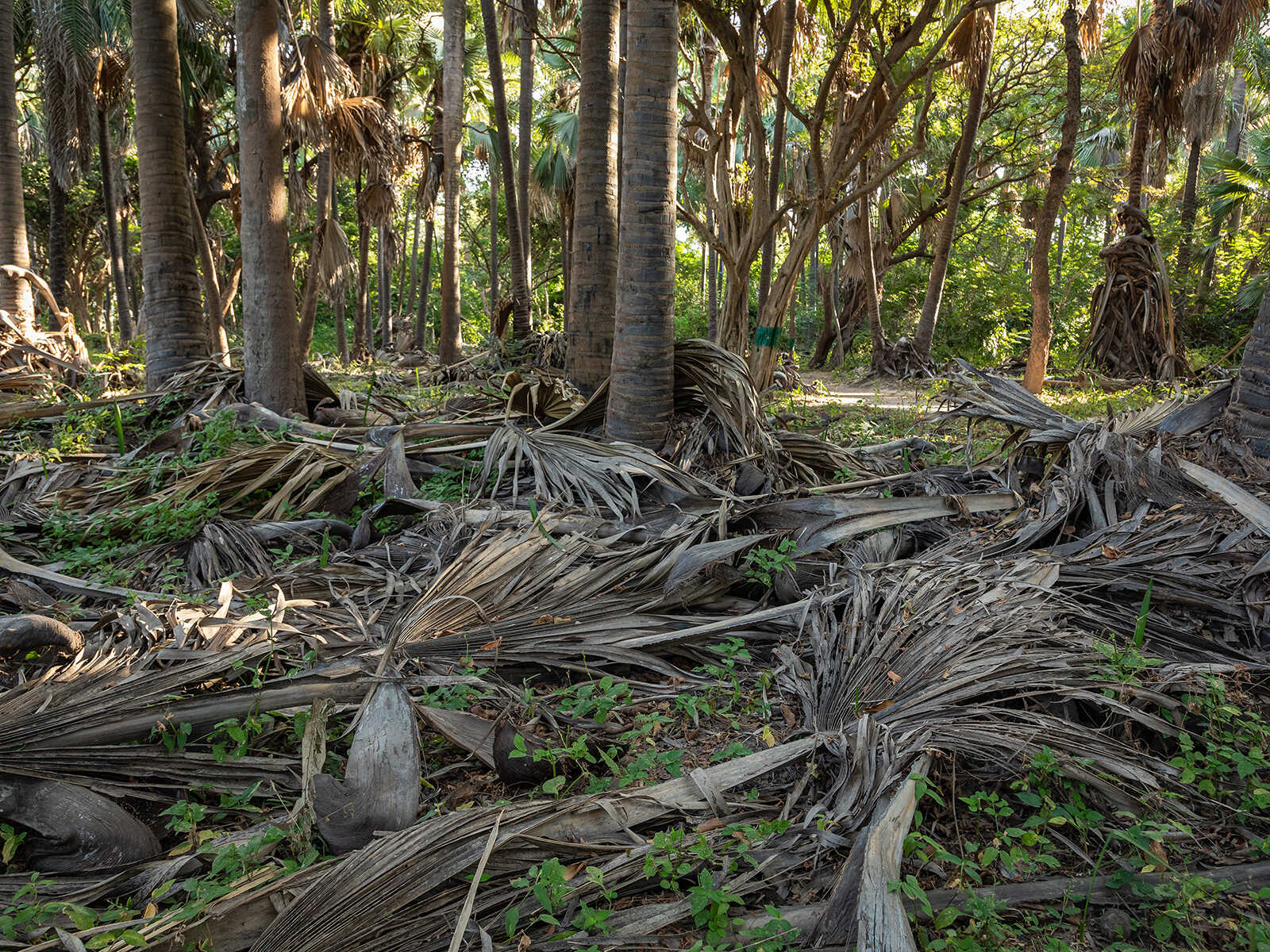 Parque Nacional Bijilo