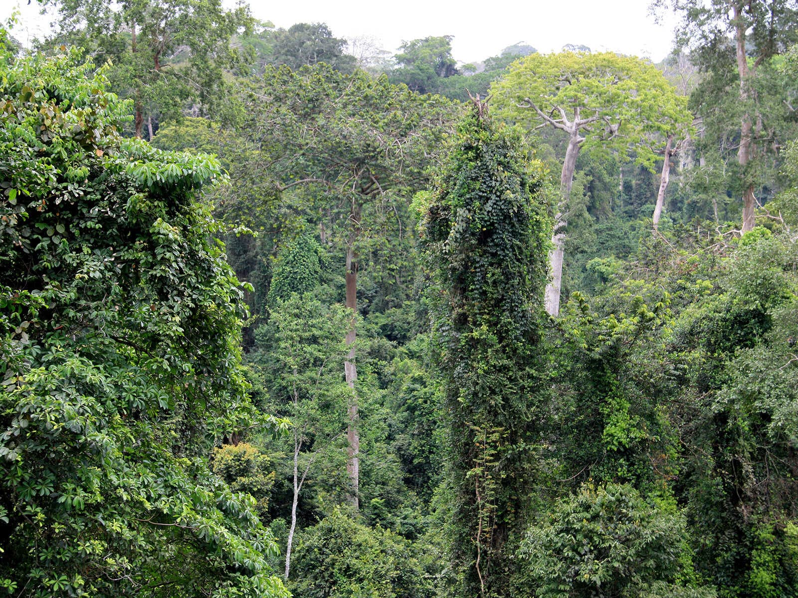 Parque Nacional Kakum 1