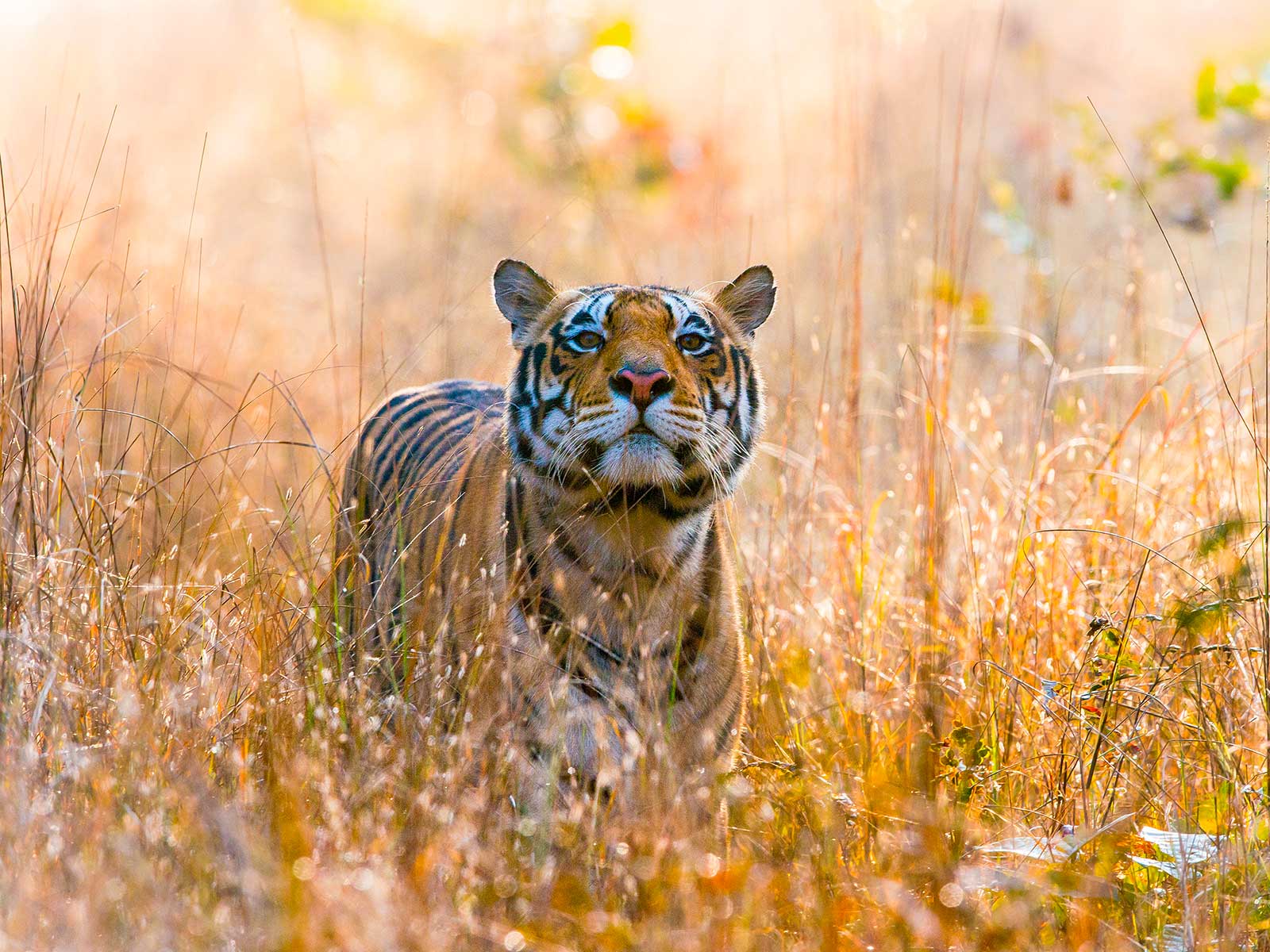 Parque Nacional Kanha 1