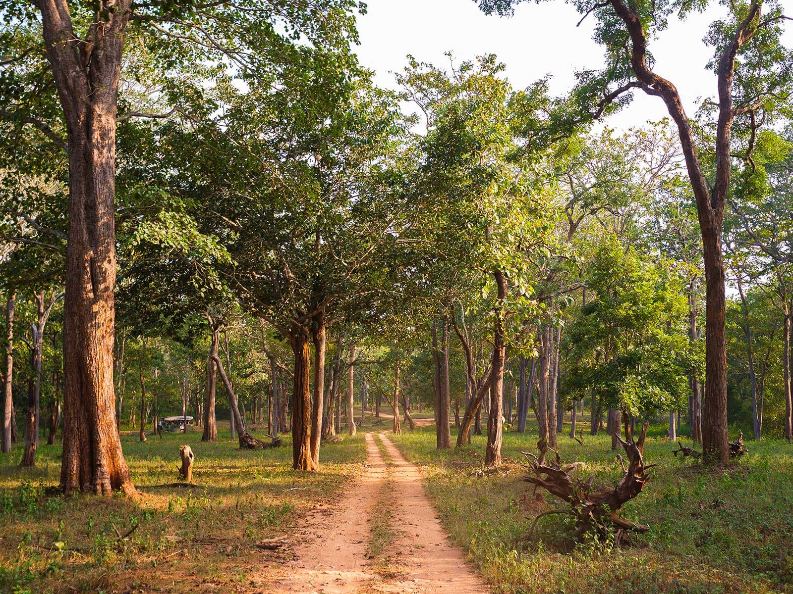 Parque Nacional Nagarhole 1