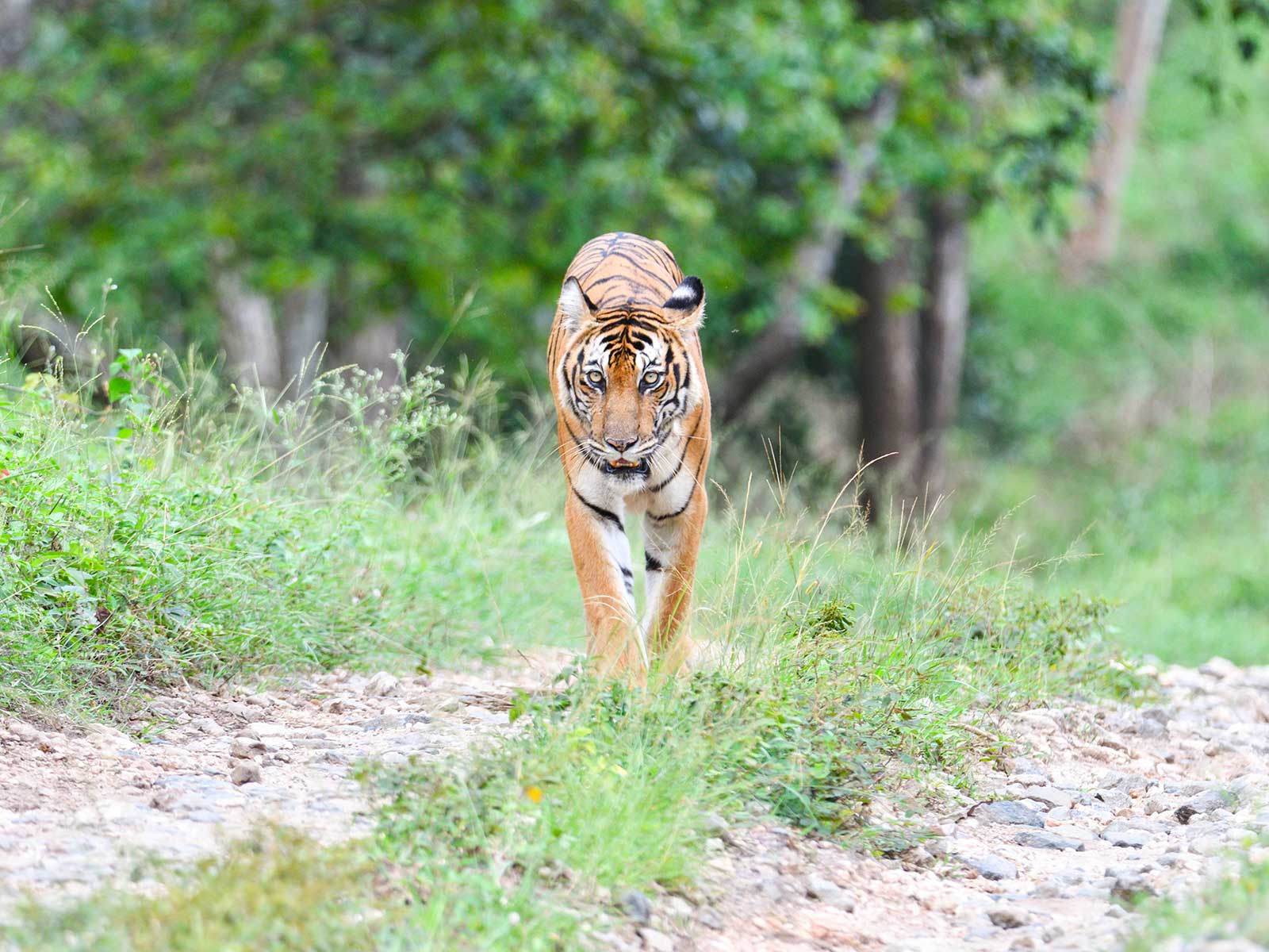 Parque Nacional Nagarhole 2