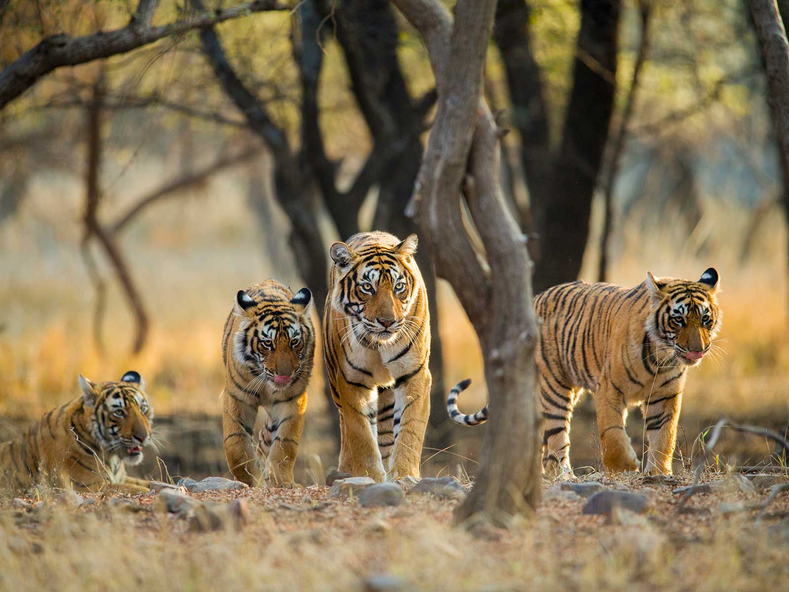 Parque Nacional Ranthambore 1