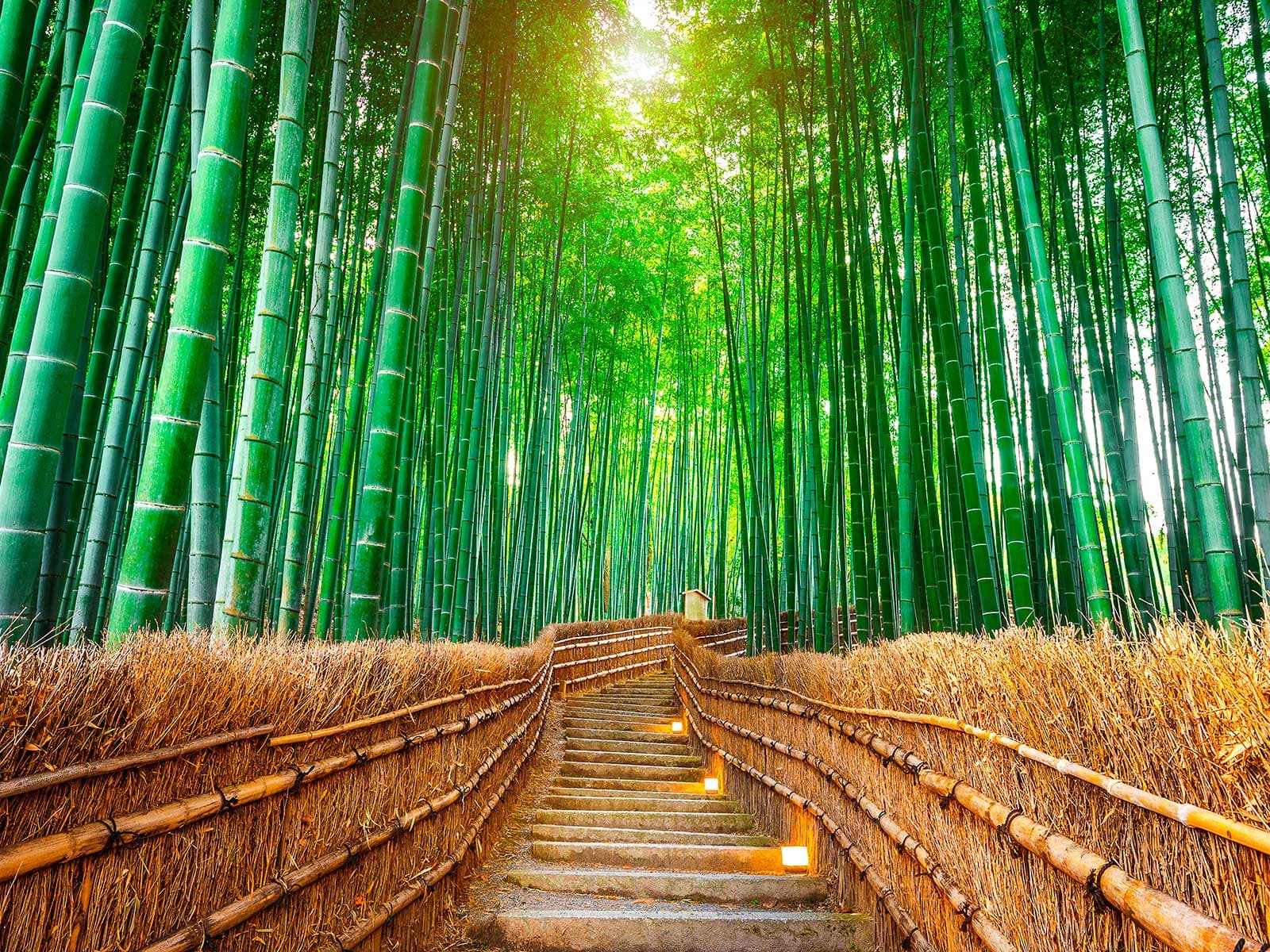 Bosque de Bambú de Arashiyama