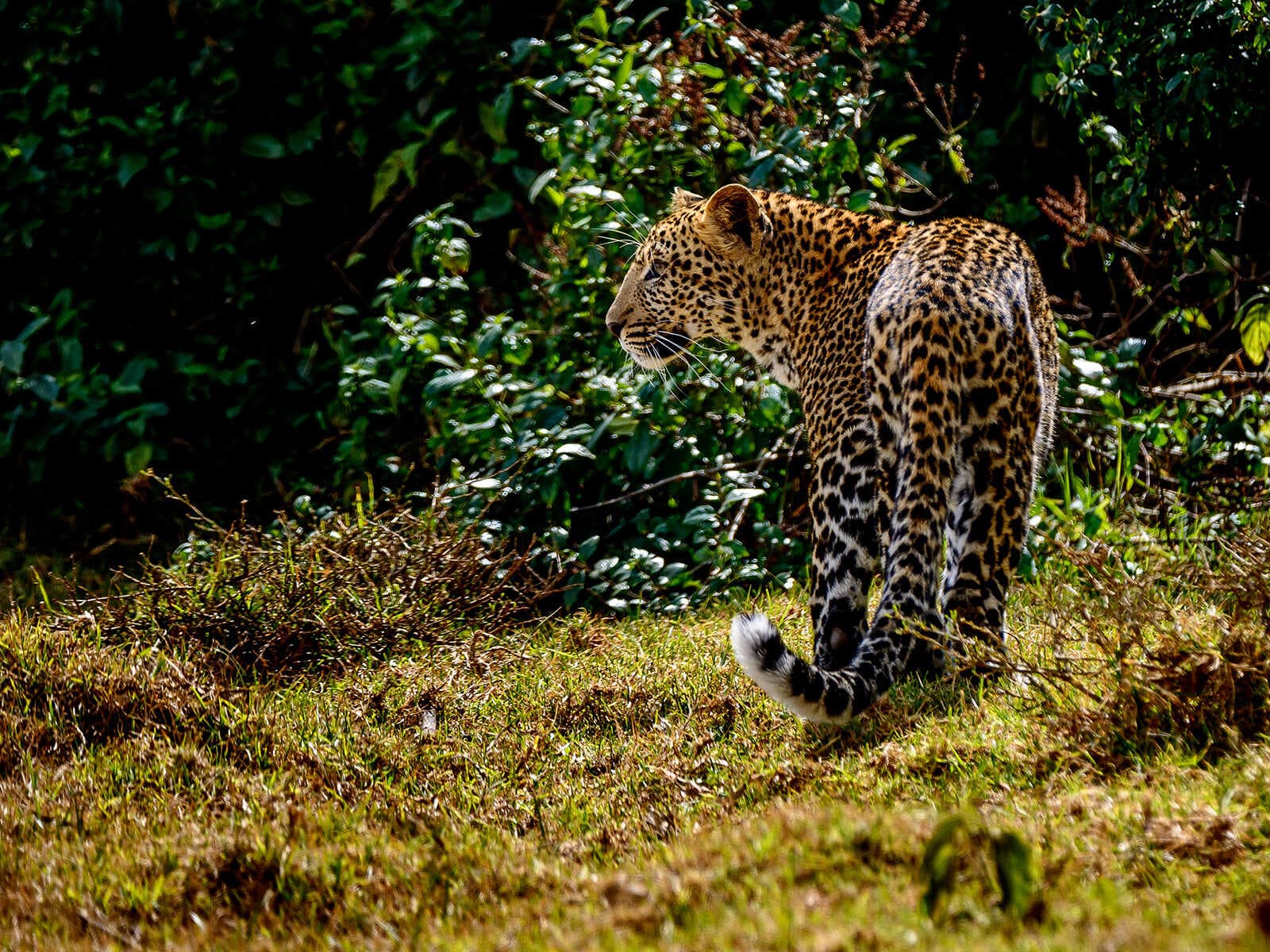 Parque Nacional Aberdare 1