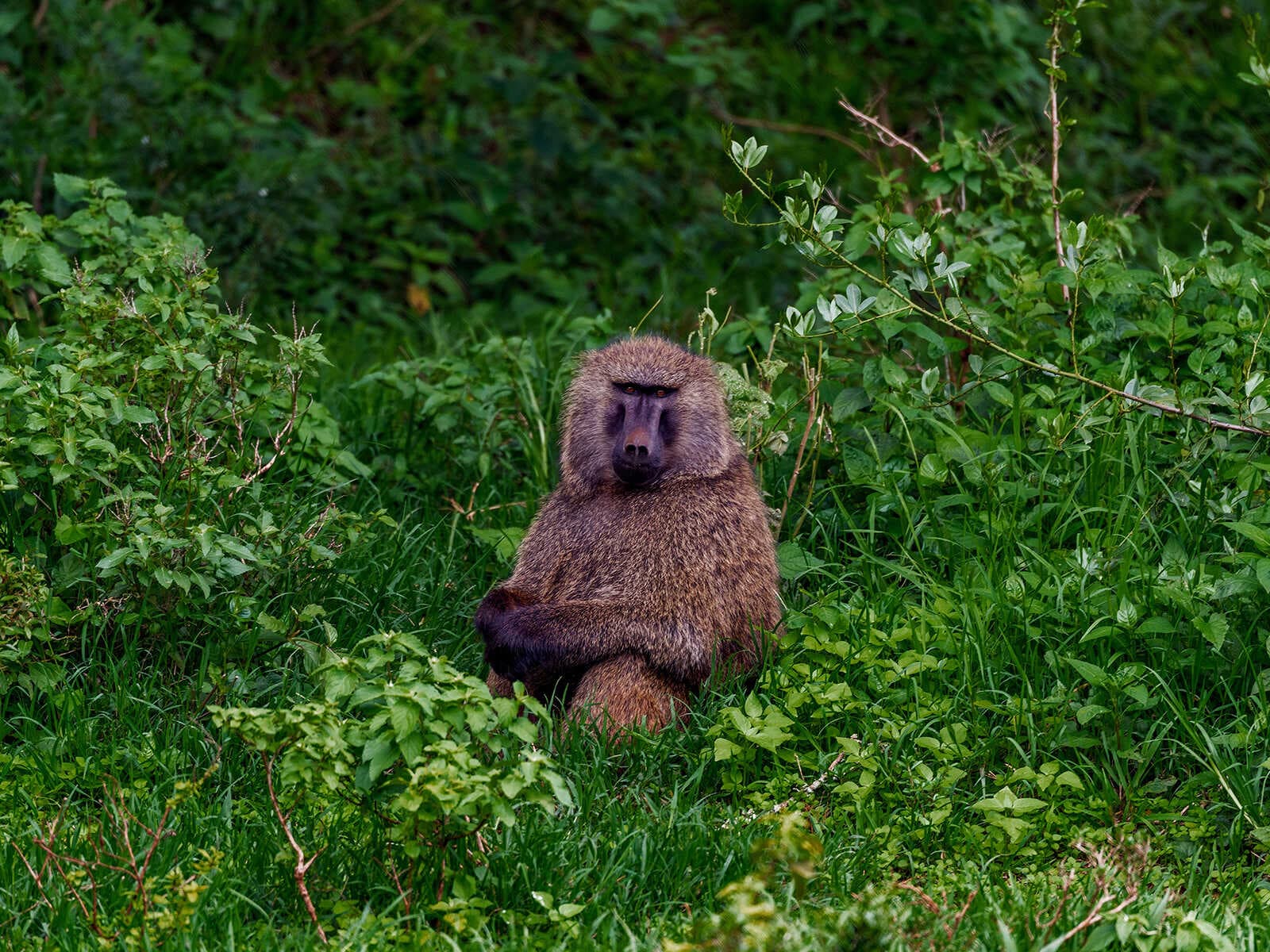 Parque Nacional Aberdare 2