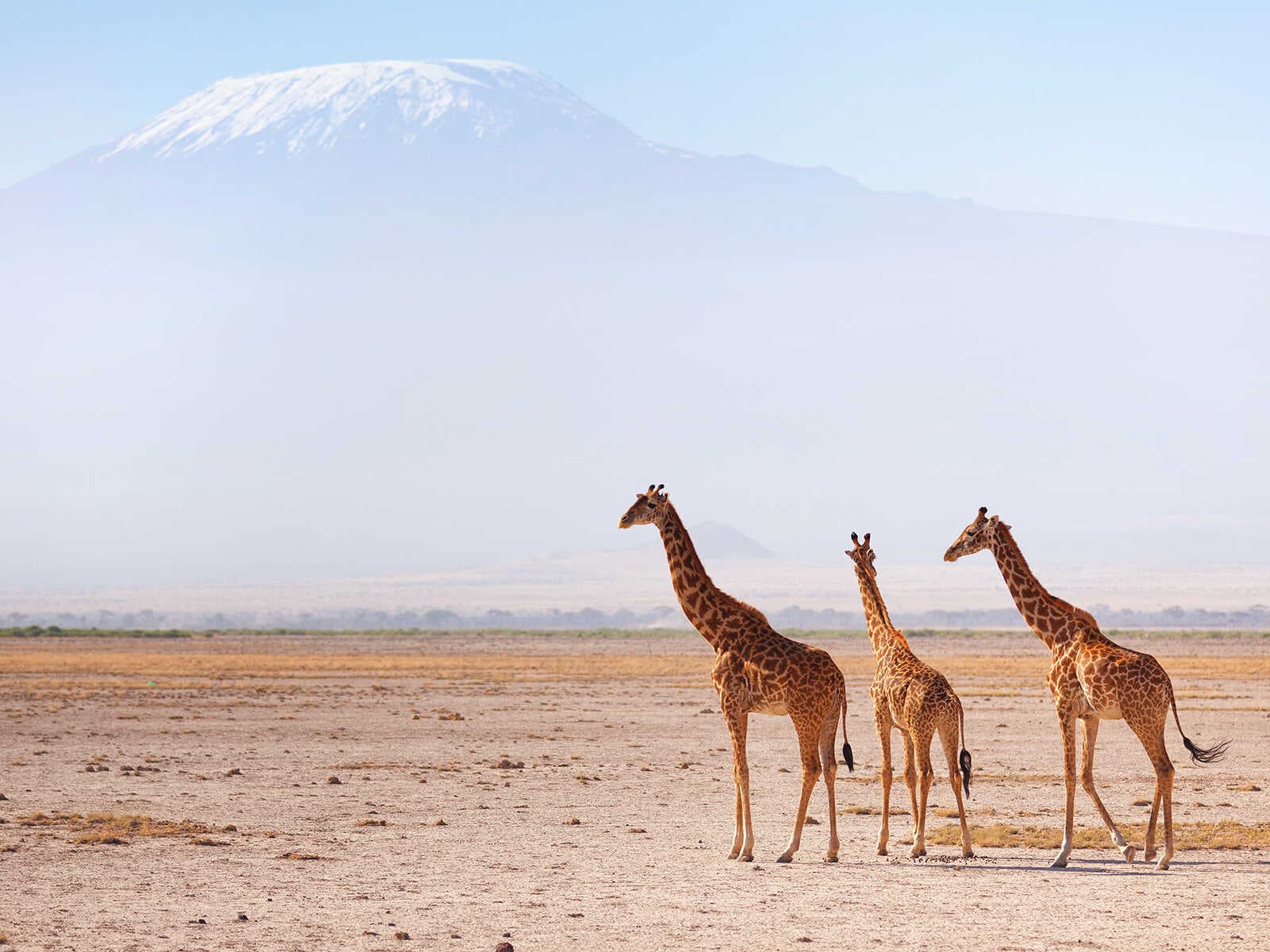 Parque Nacional Amboseli 1