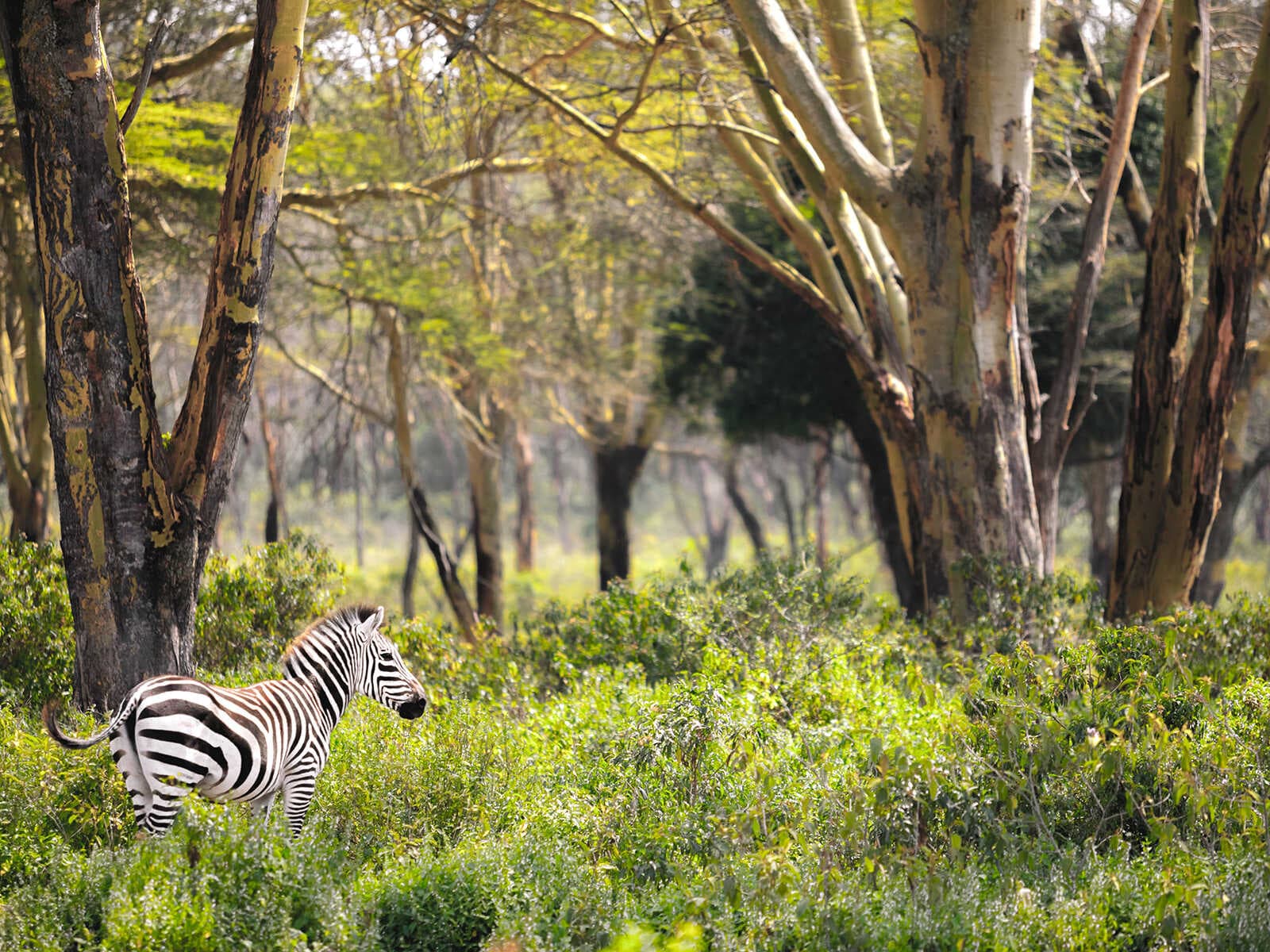 Parque Nacional Hells Gate 1