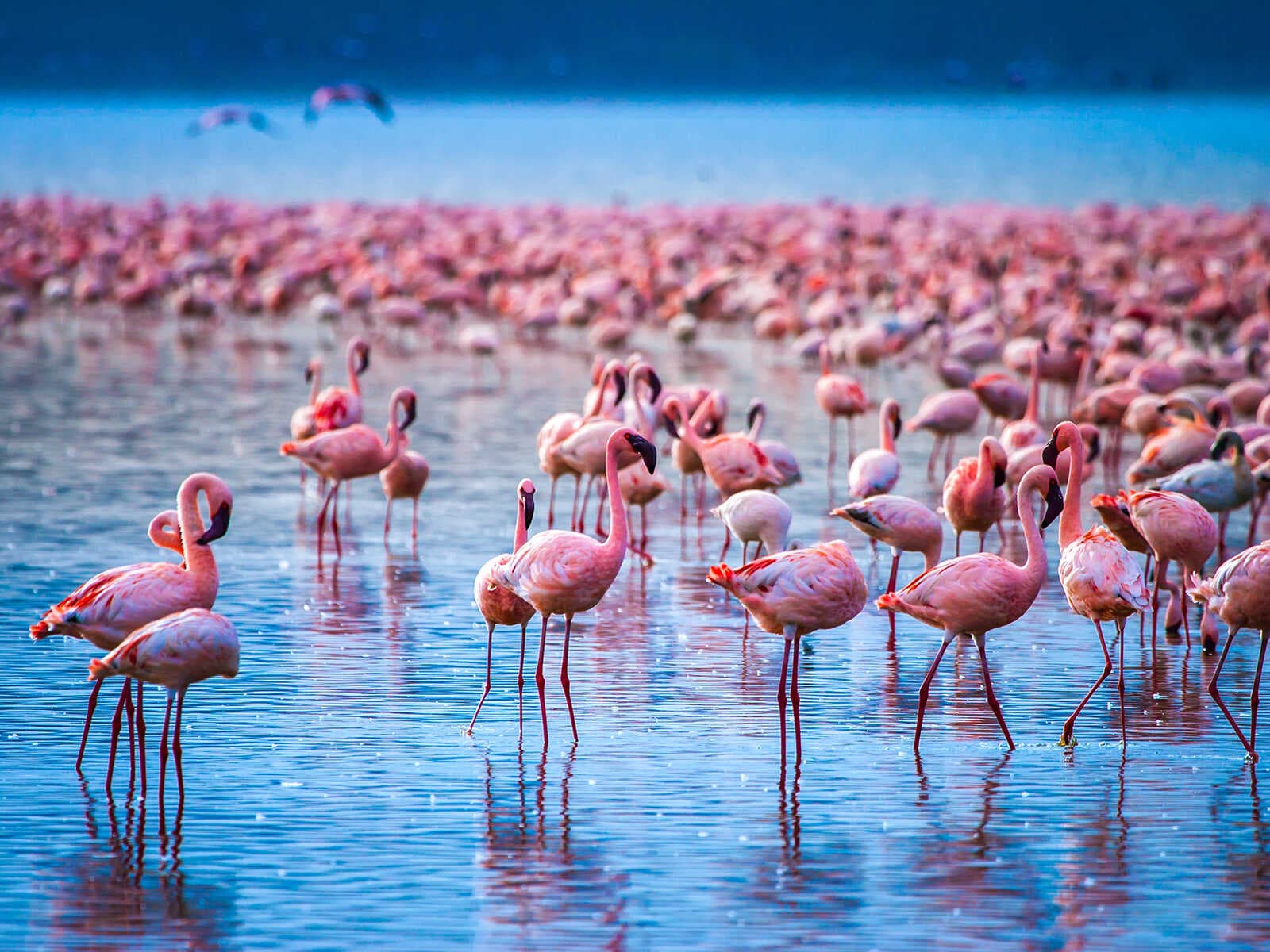 Lago Nakuru