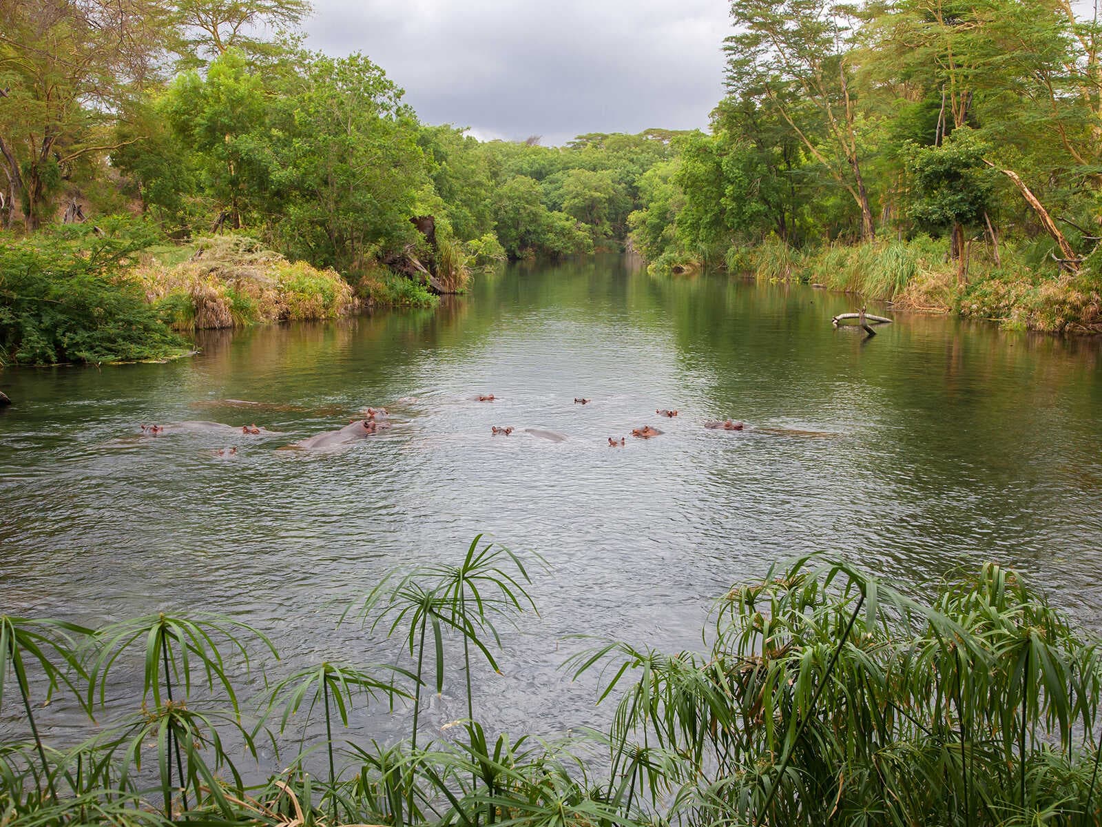 Manantiales de Mzima 1