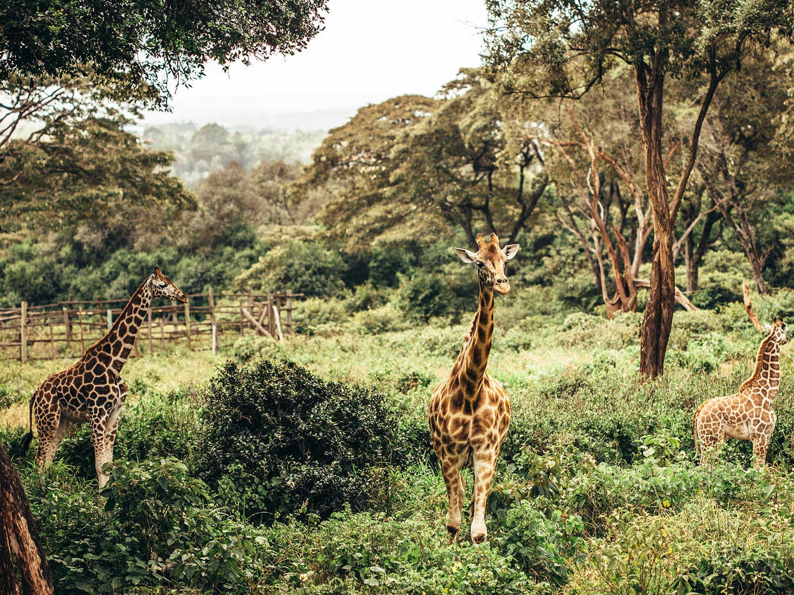 Parque Nacional de Nairobi 1