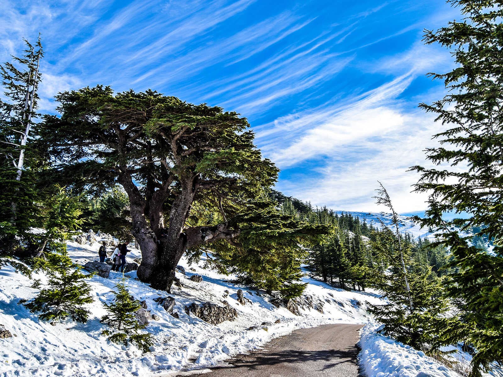 Cedros de Dios Bsharri