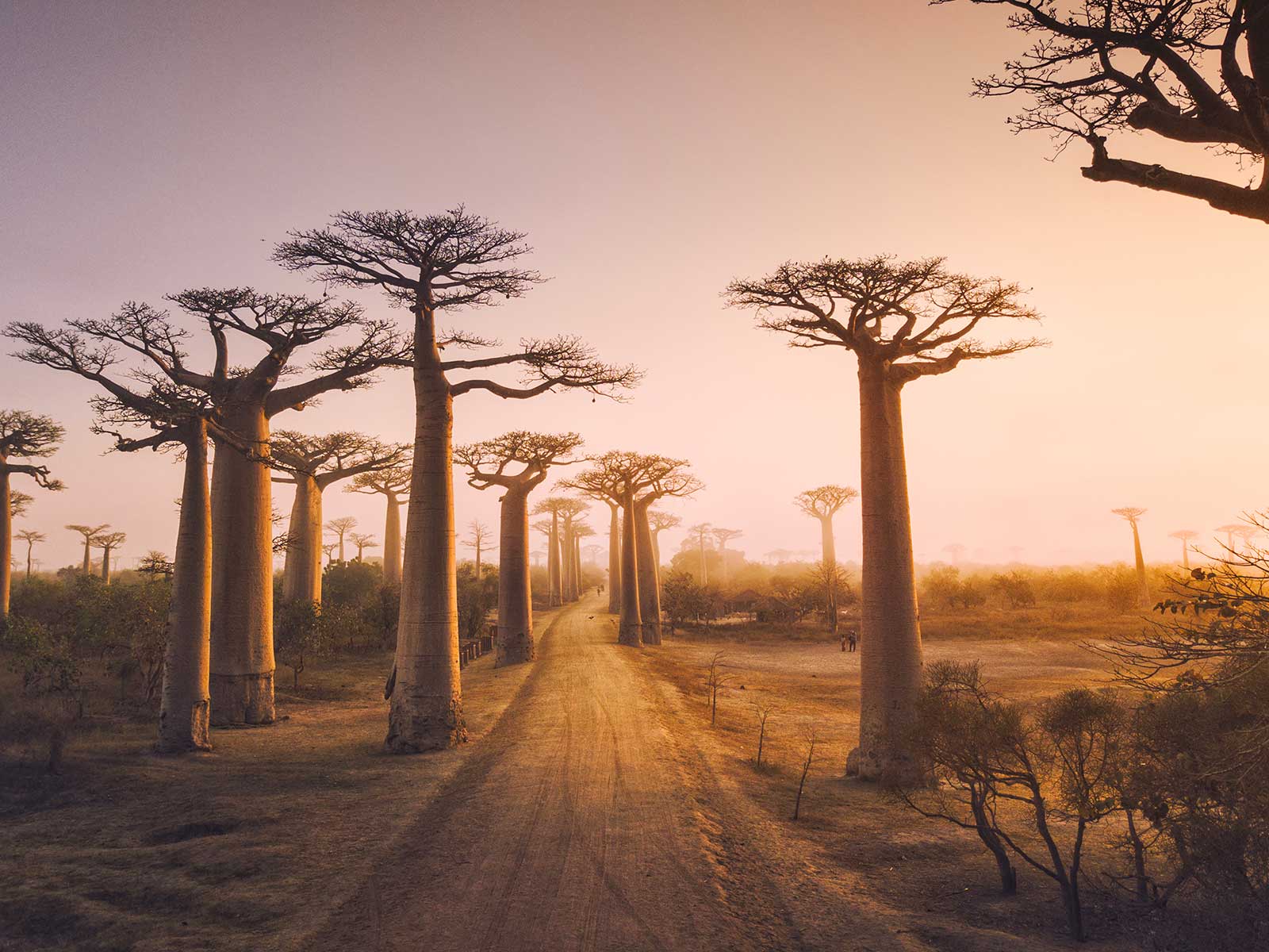 Avenida de los Baobabs