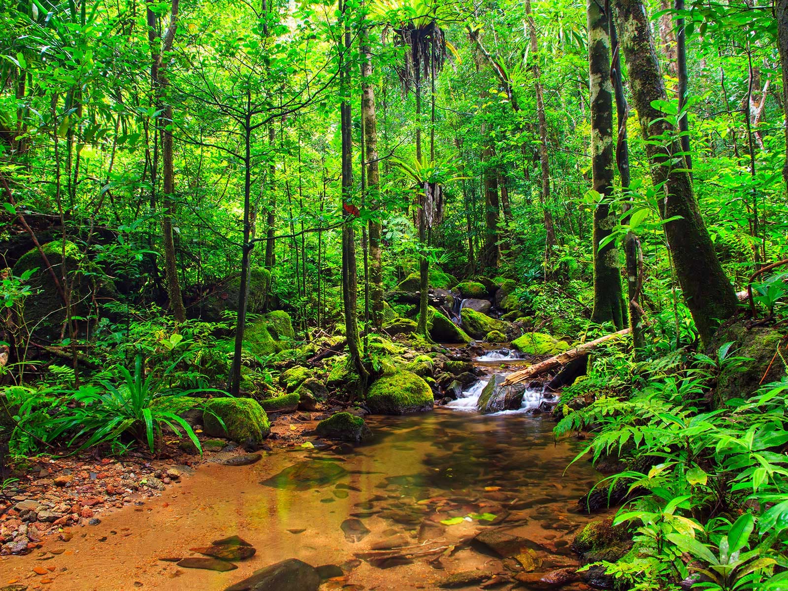 Parque Nacional Masoala 1