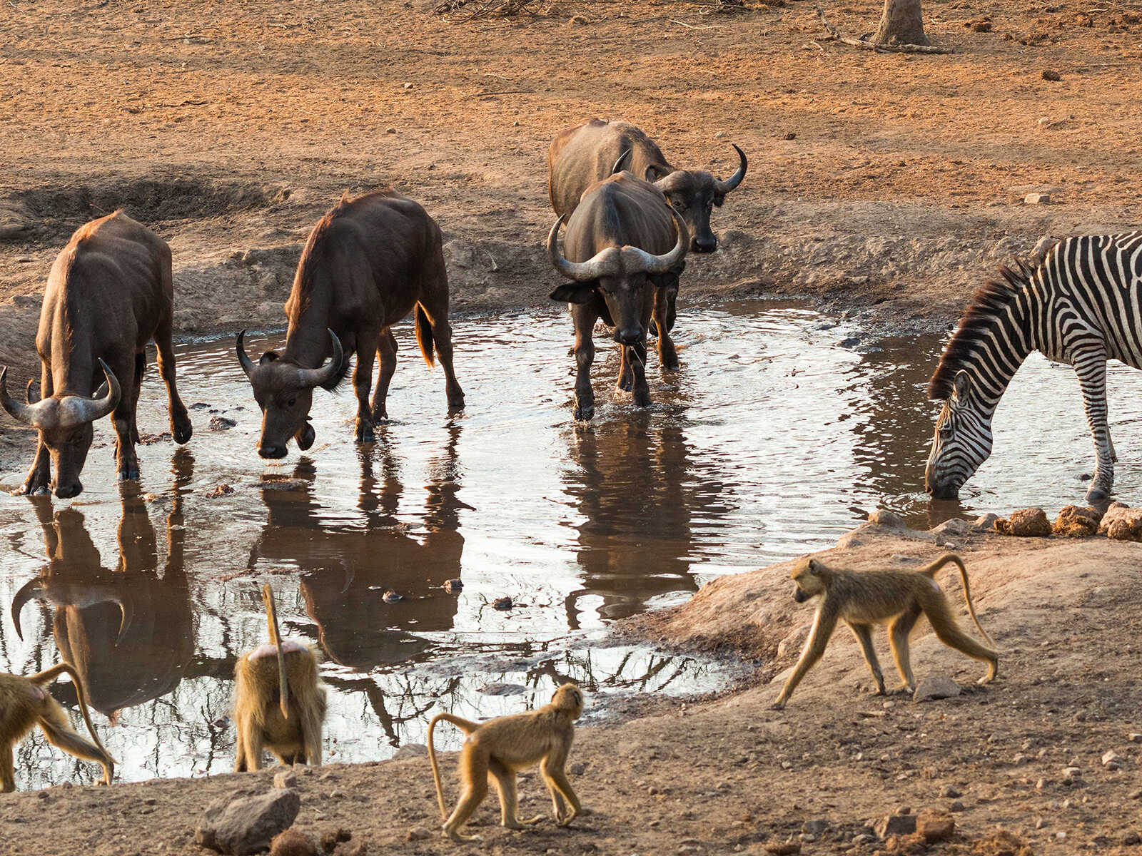Reserva de Vida Silvestre Majete 1