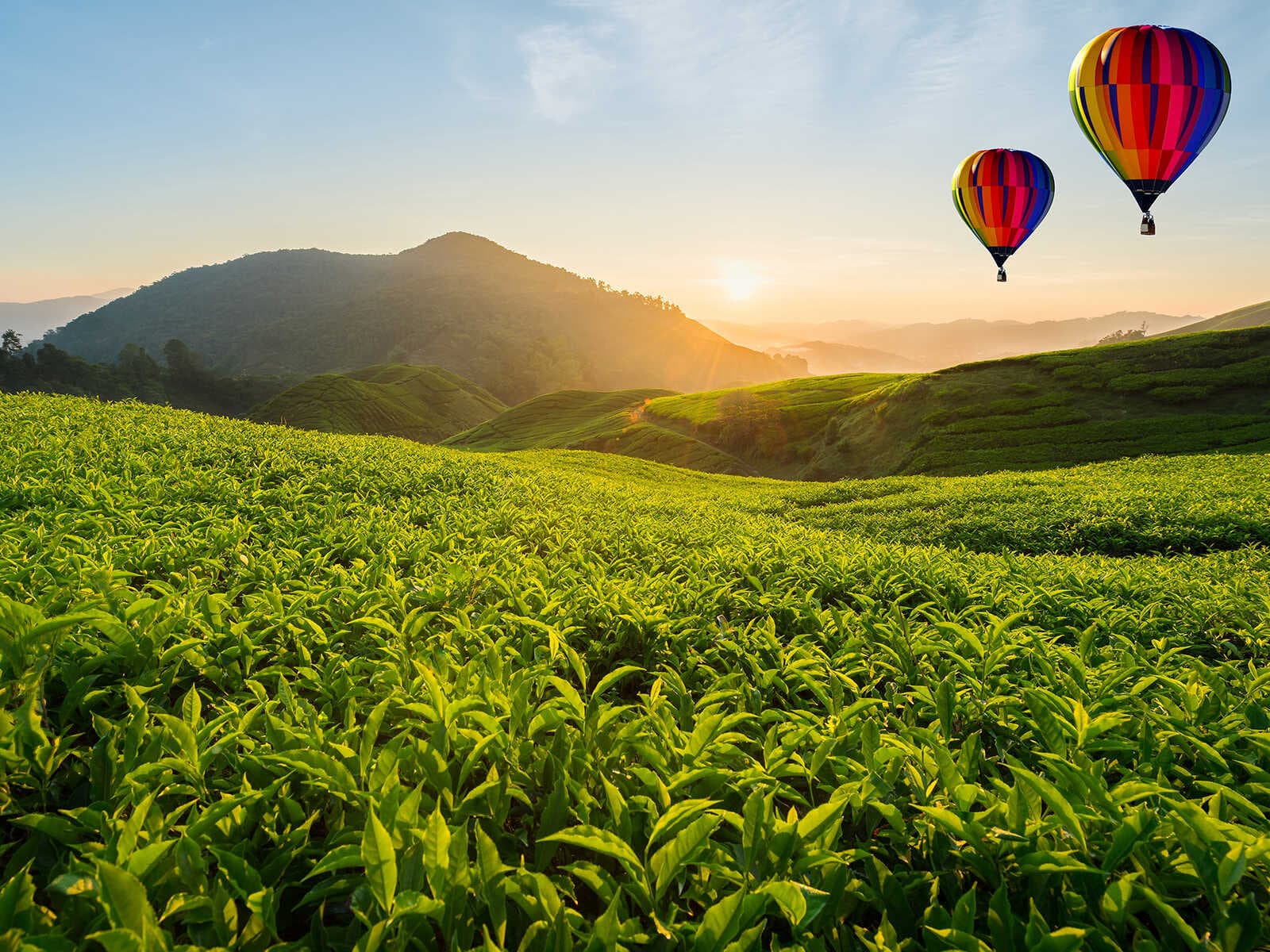 Tierras Altas Cameron 1