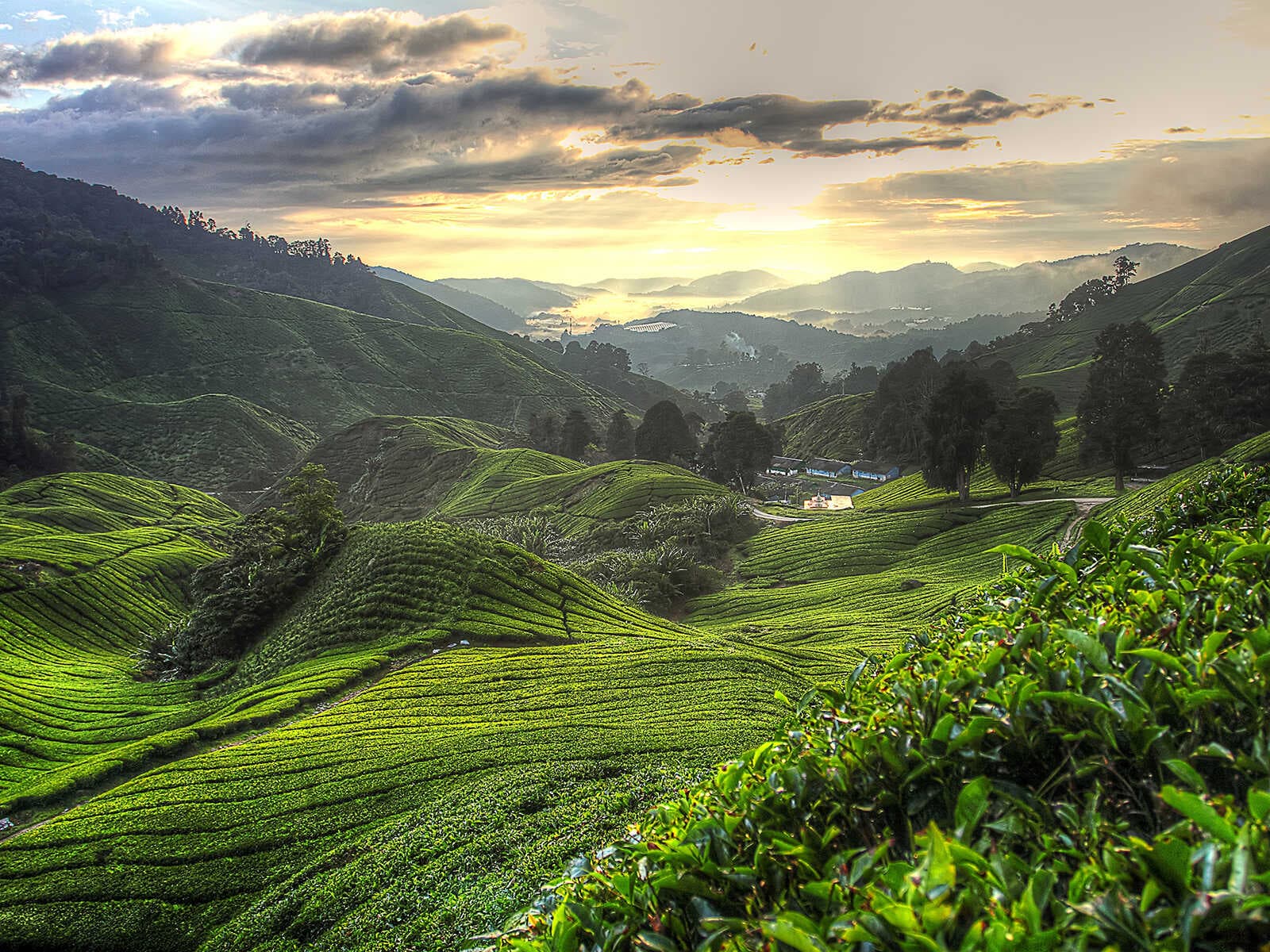 Tierras Altas Cameron 2