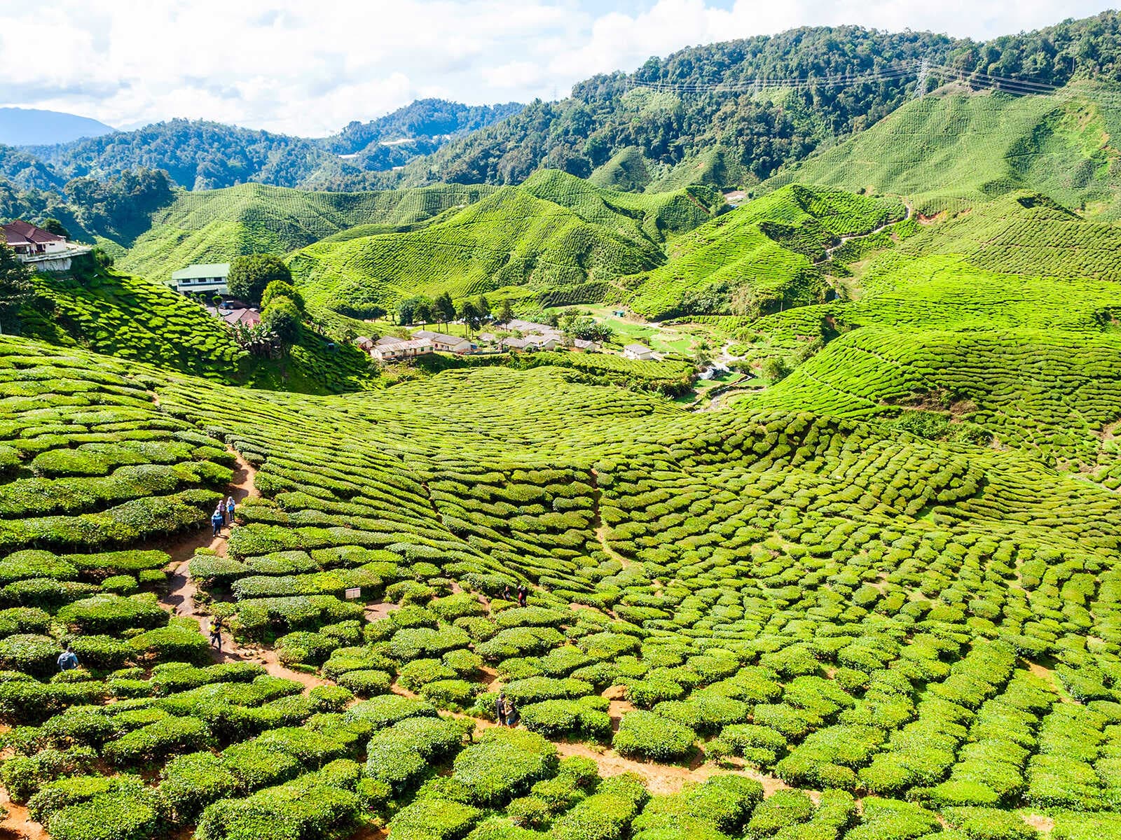 Tierras Altas Cameron