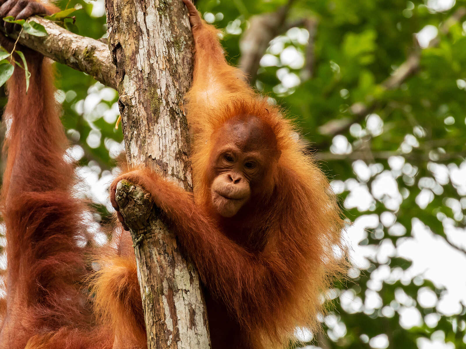 Reserva Natural Semenggoh