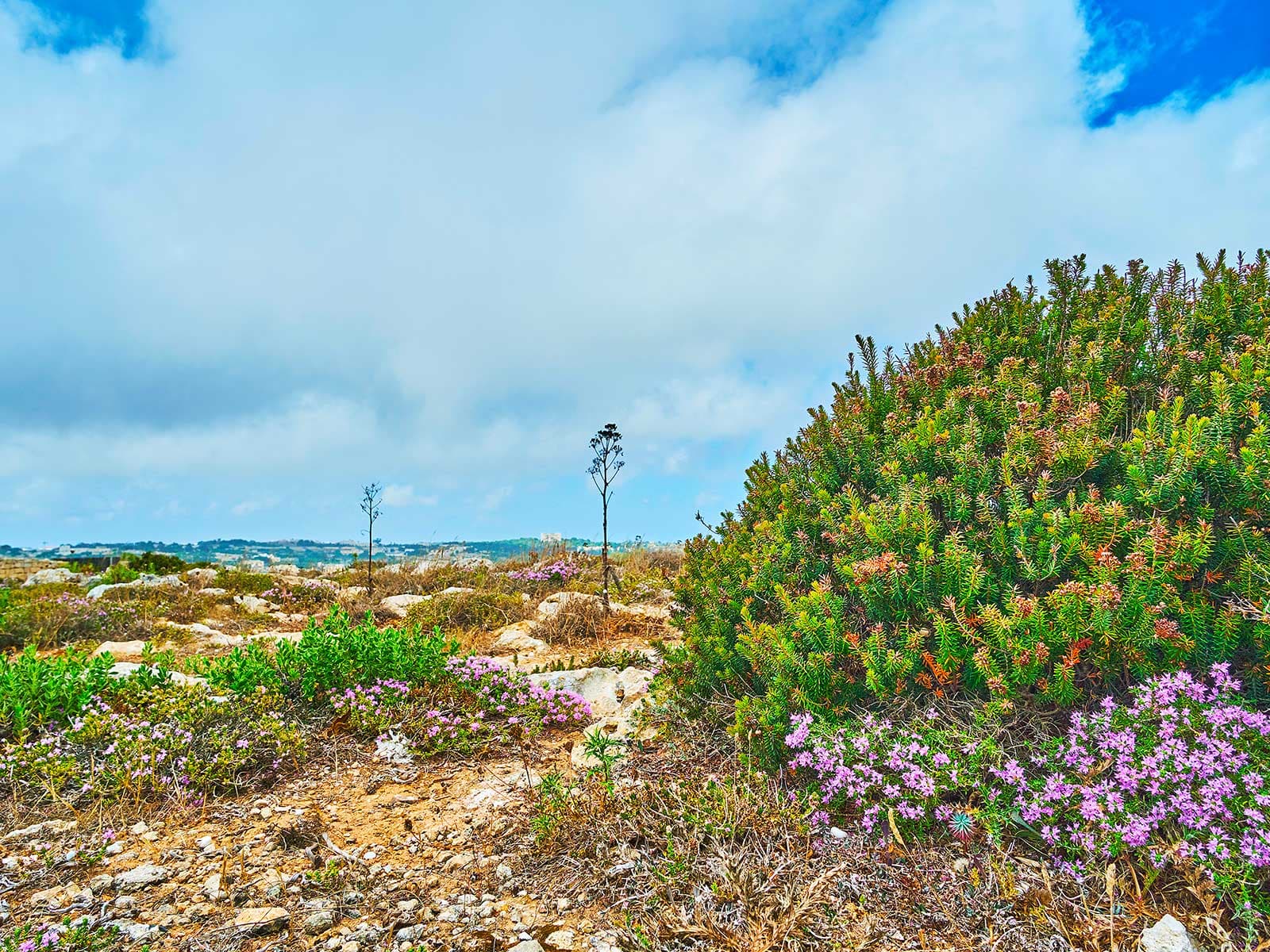 Chateau Buskett (Jardines Buskett) 1