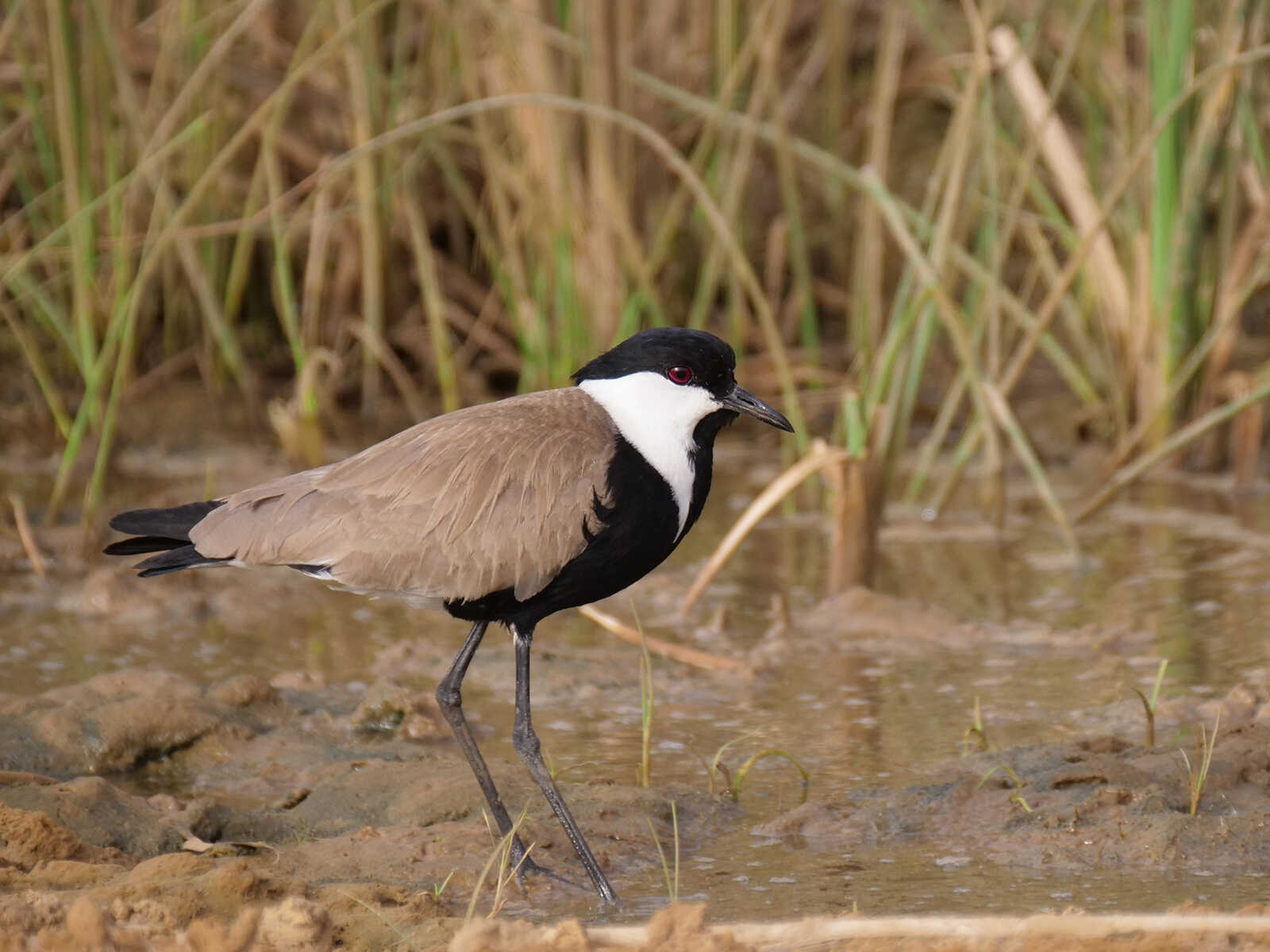 Parque Nacional Diawling 1