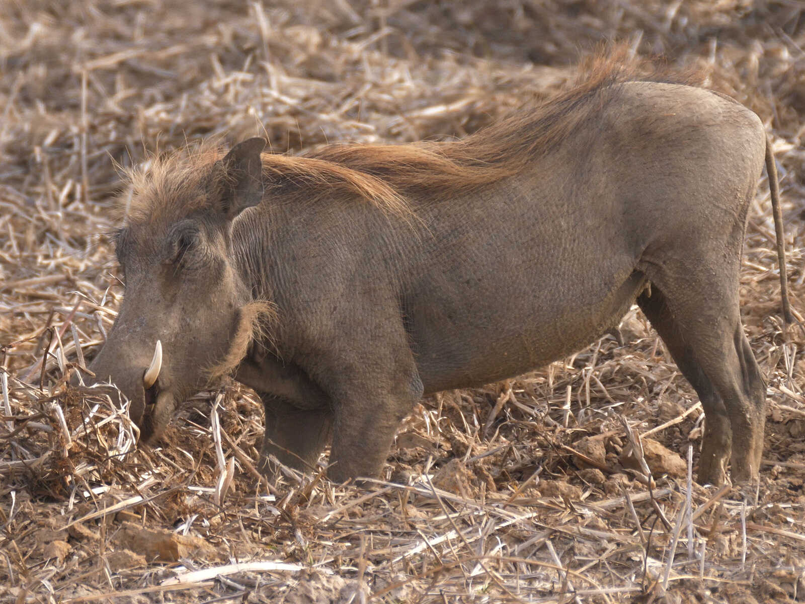 Parque Nacional Diawling