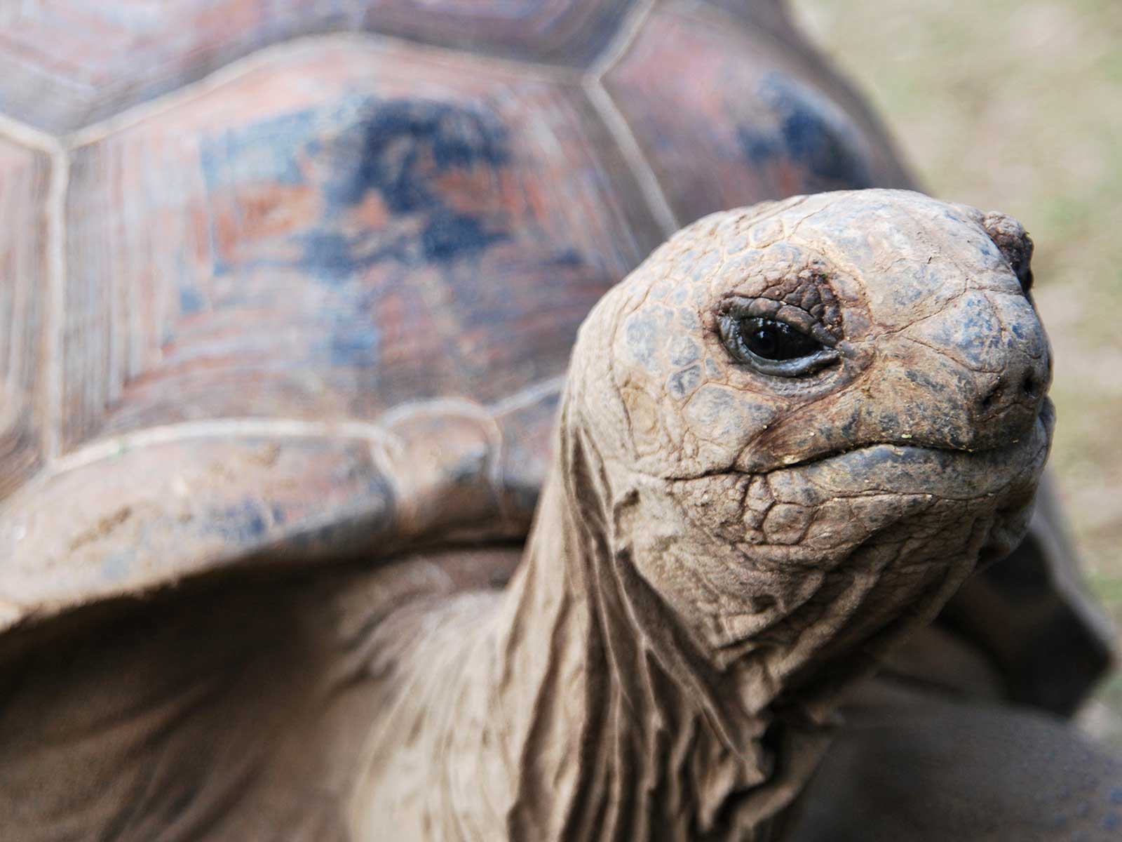 Reserva de Tortugas Gigantes y Cuevas François Leguat