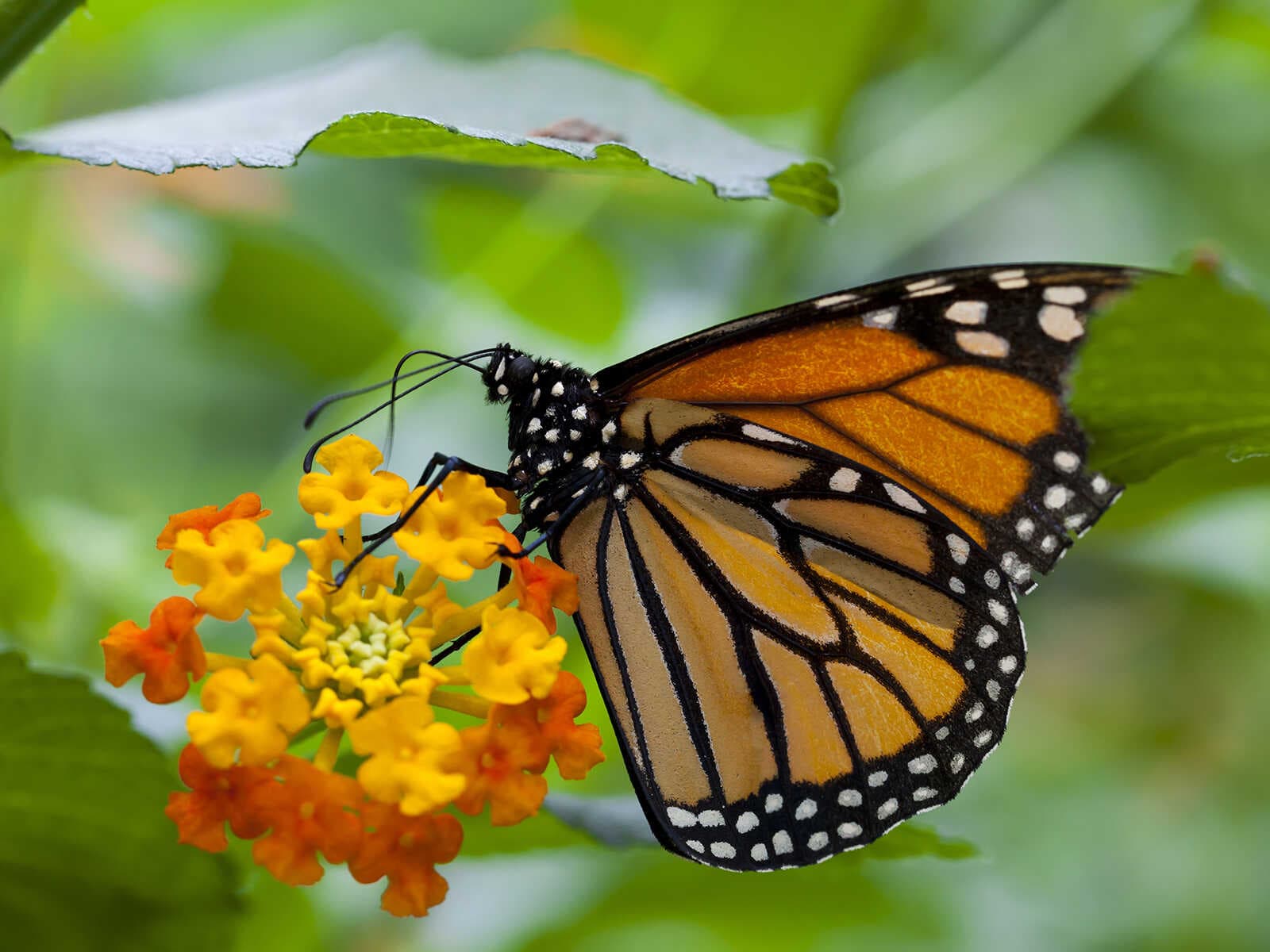 Reserva de la Biosfera de la Mariposa Monarca 1