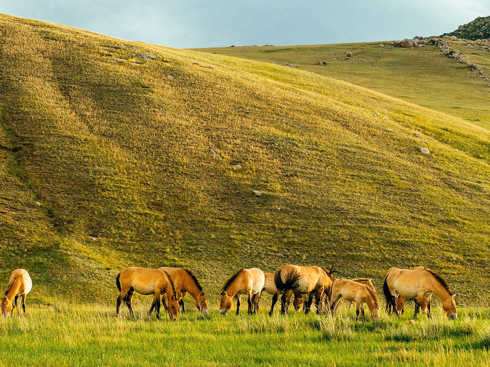 Reserva de la Biosfera Hustain Nuruu