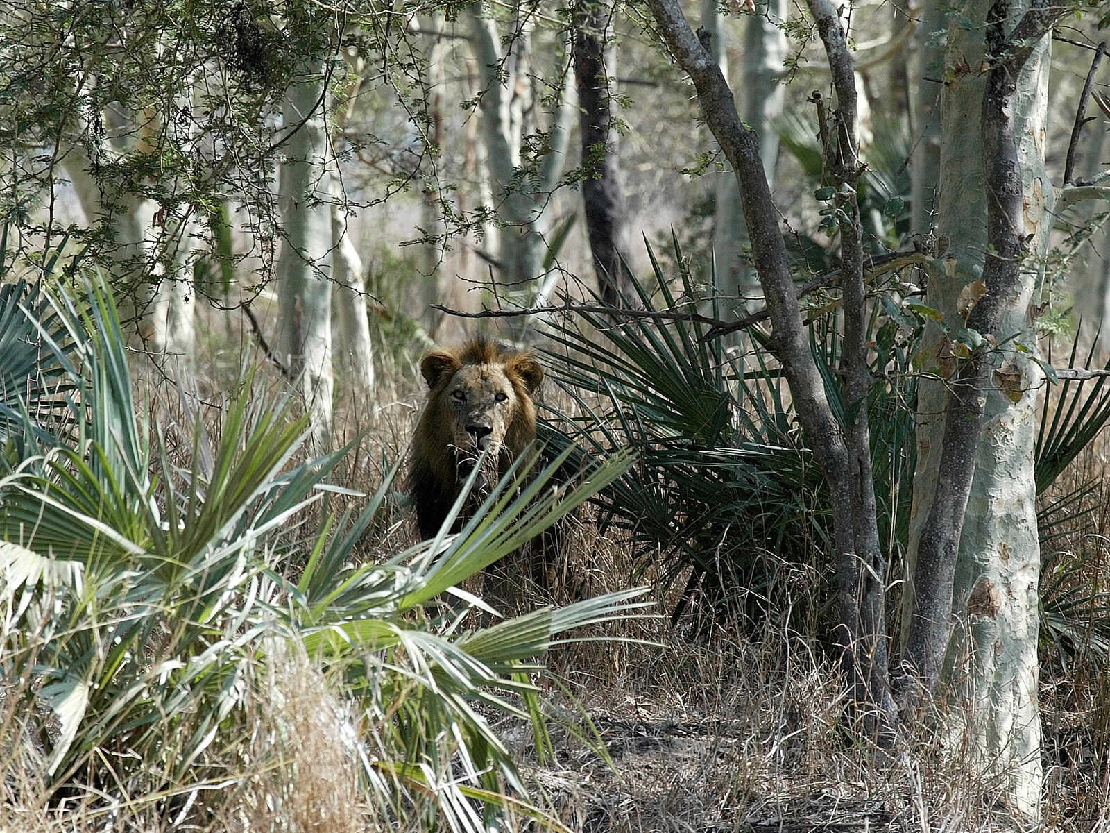 Parque Nacional de Gorongosa 2