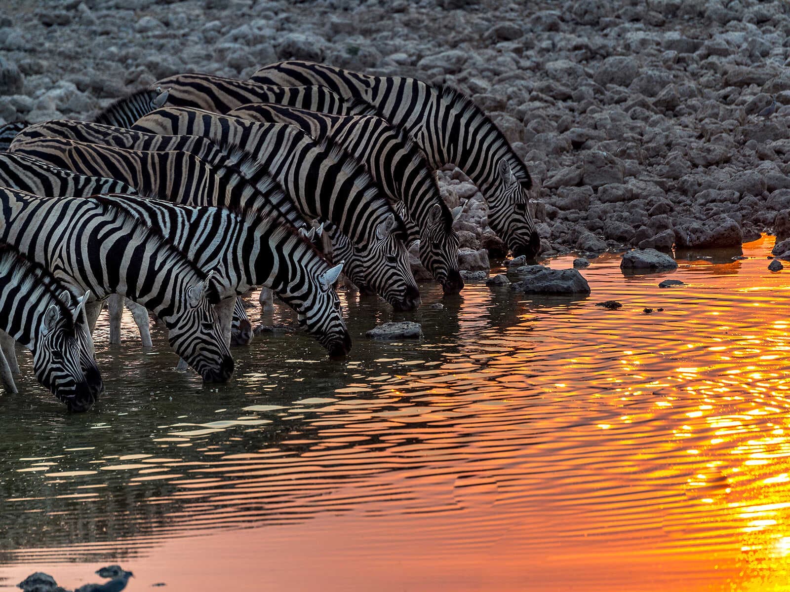 Parque Nacional Etosha