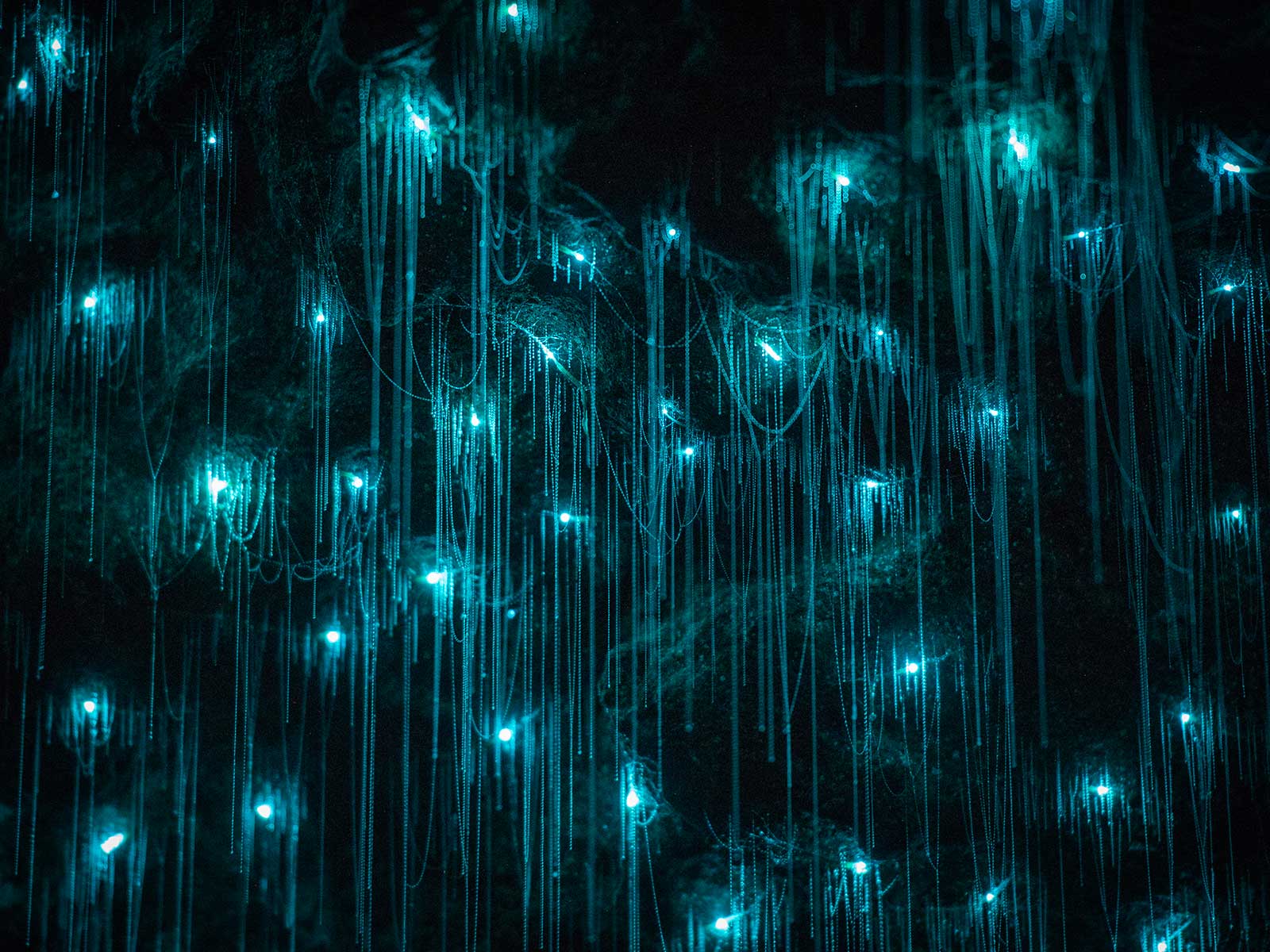 Waitomo Glowworm Caves 1