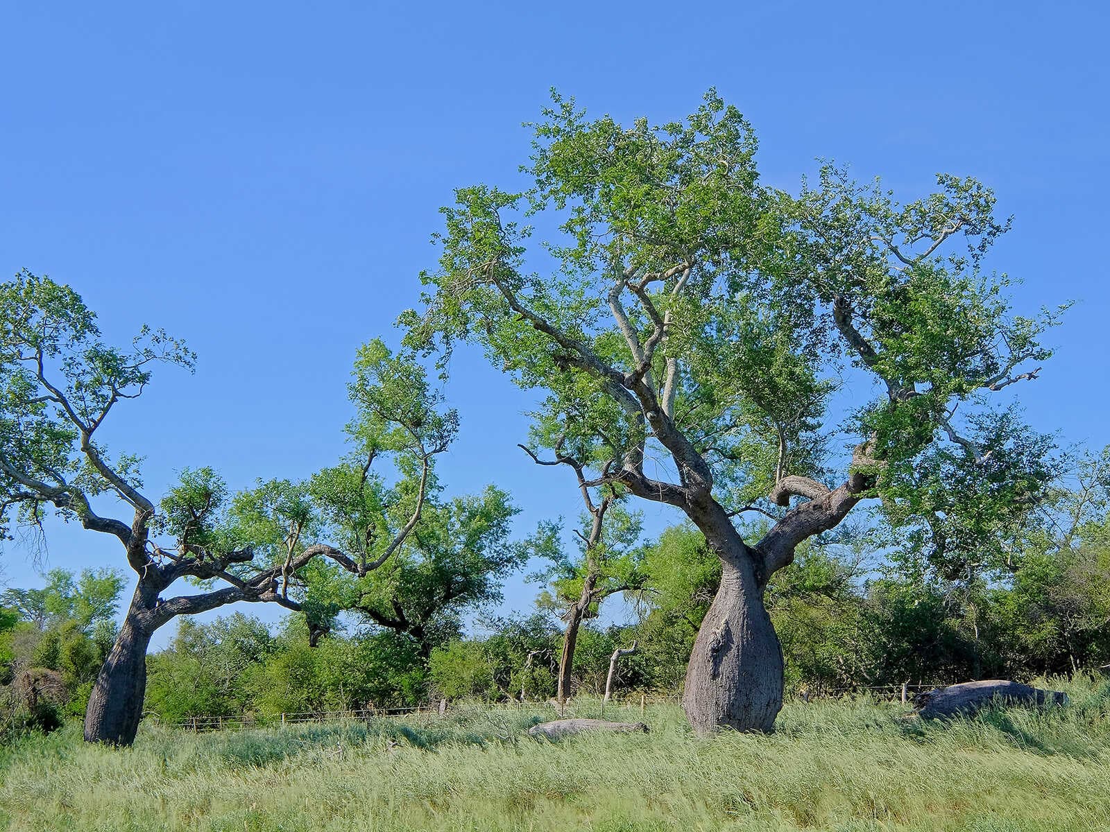 Defensores del Chaco Parque Nacional 1