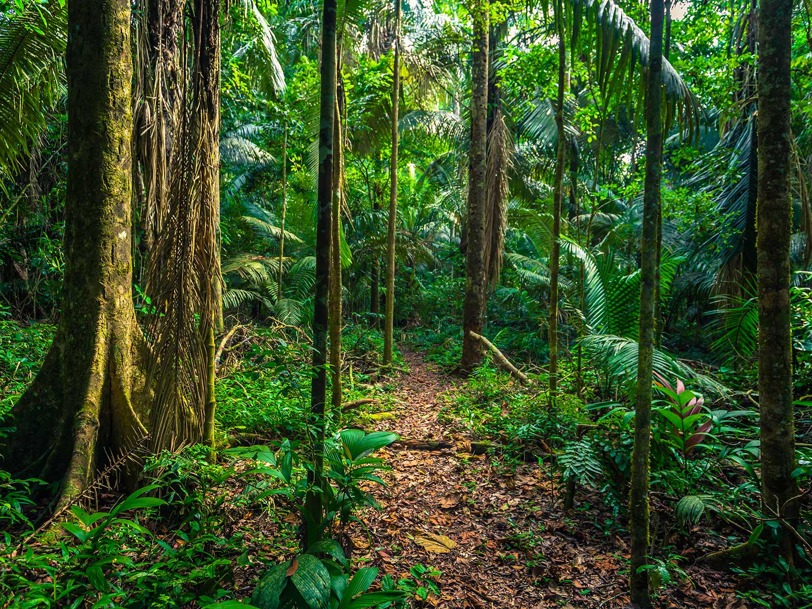 Manu Parque Nacional 1