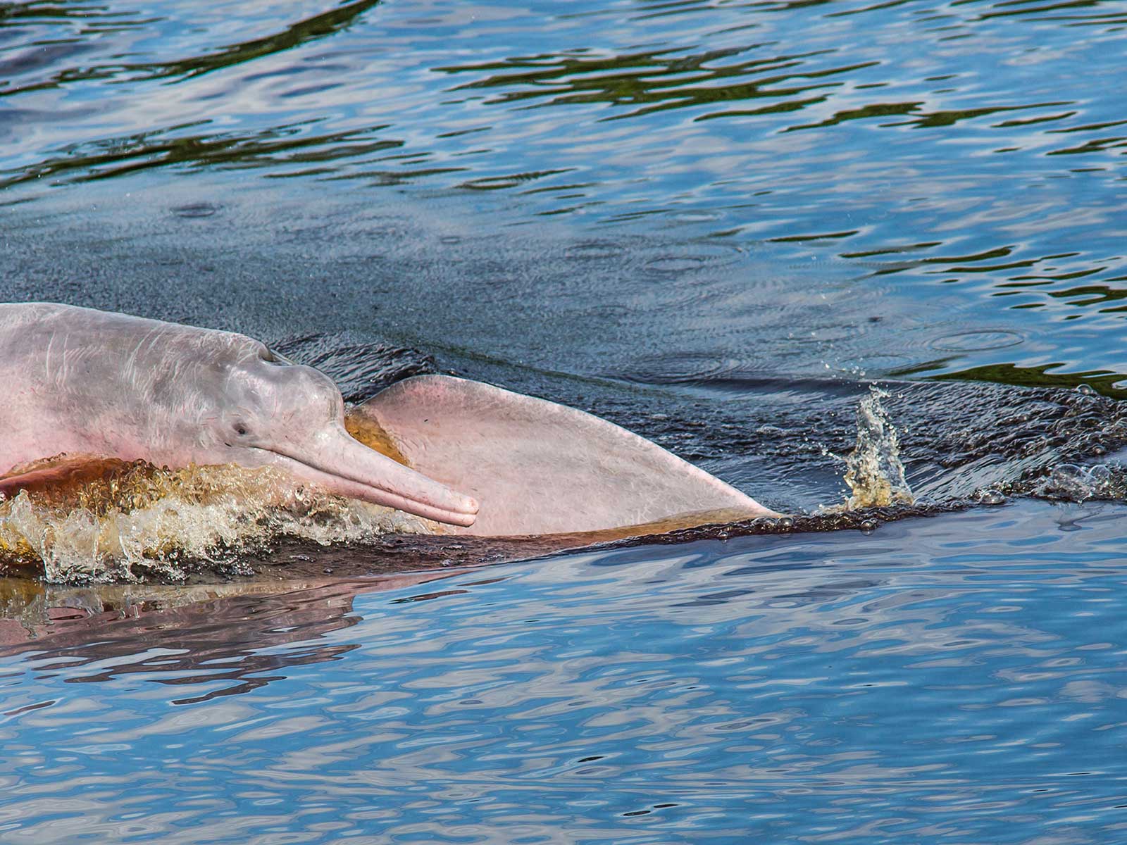 Pacaya Samiria National Reserve 1