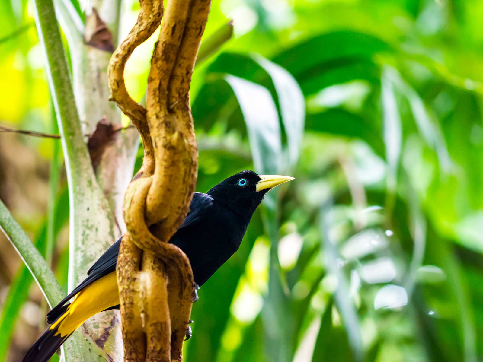 Pacaya Samiria National Reserve