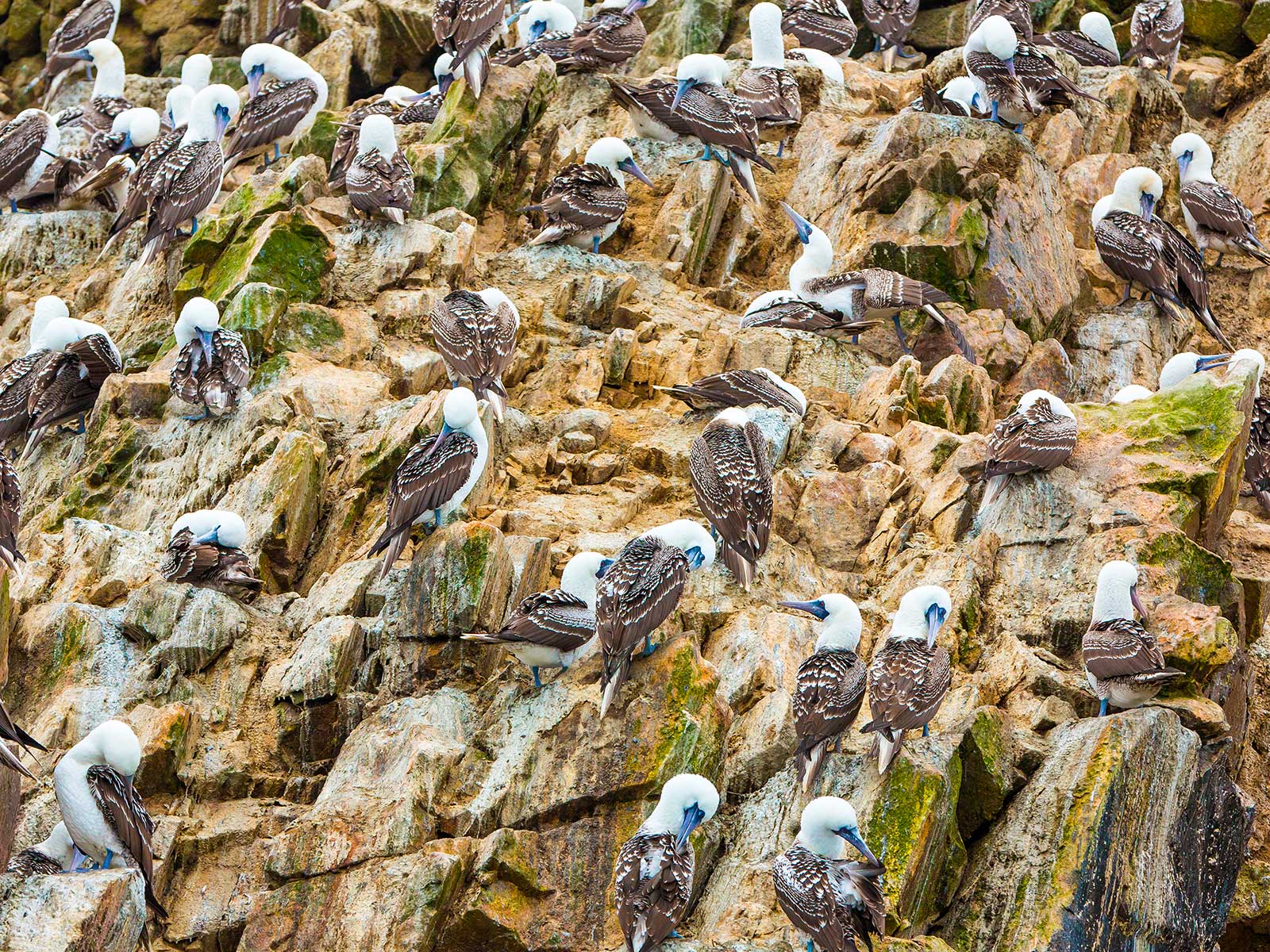 Paracas National Reserve