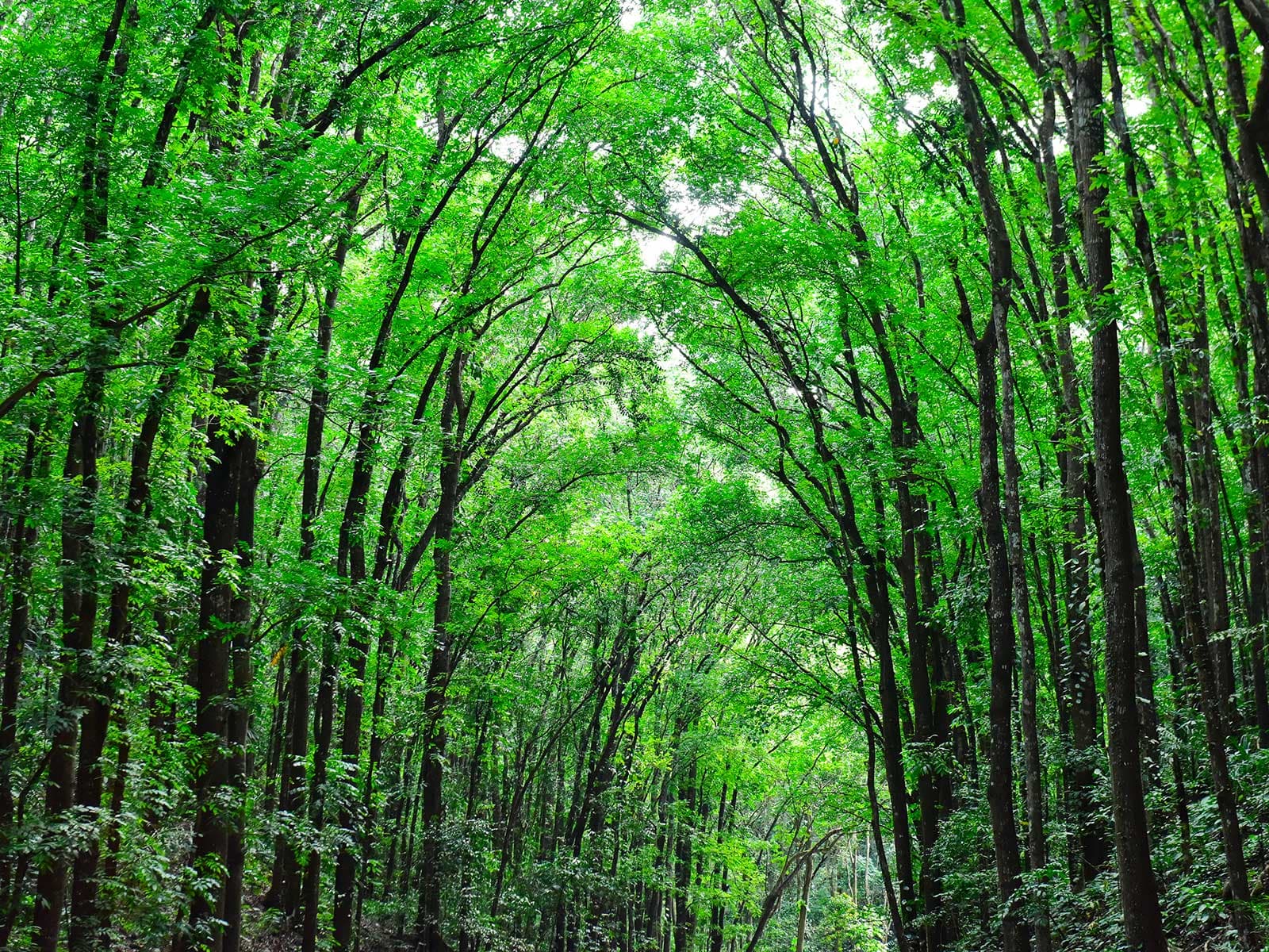 Bilar Man-Made Forest