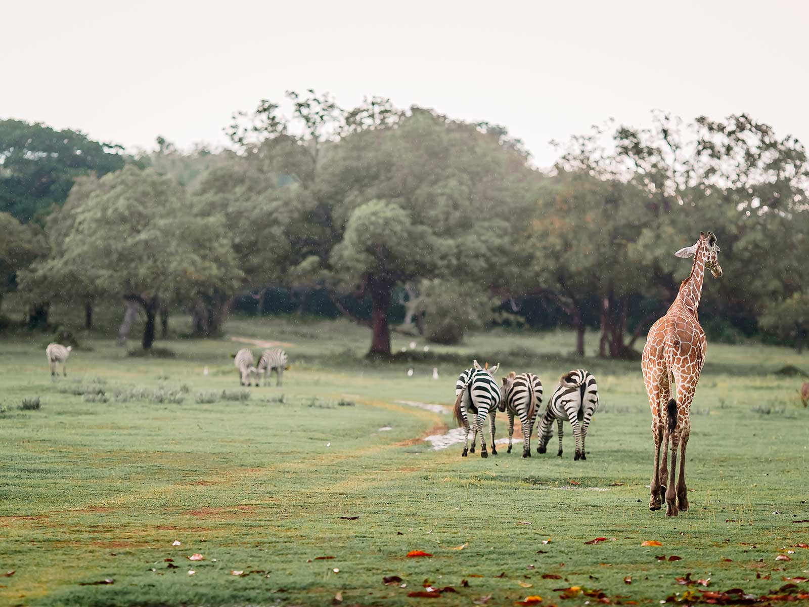 Calauit Isla Parque Nacional 1