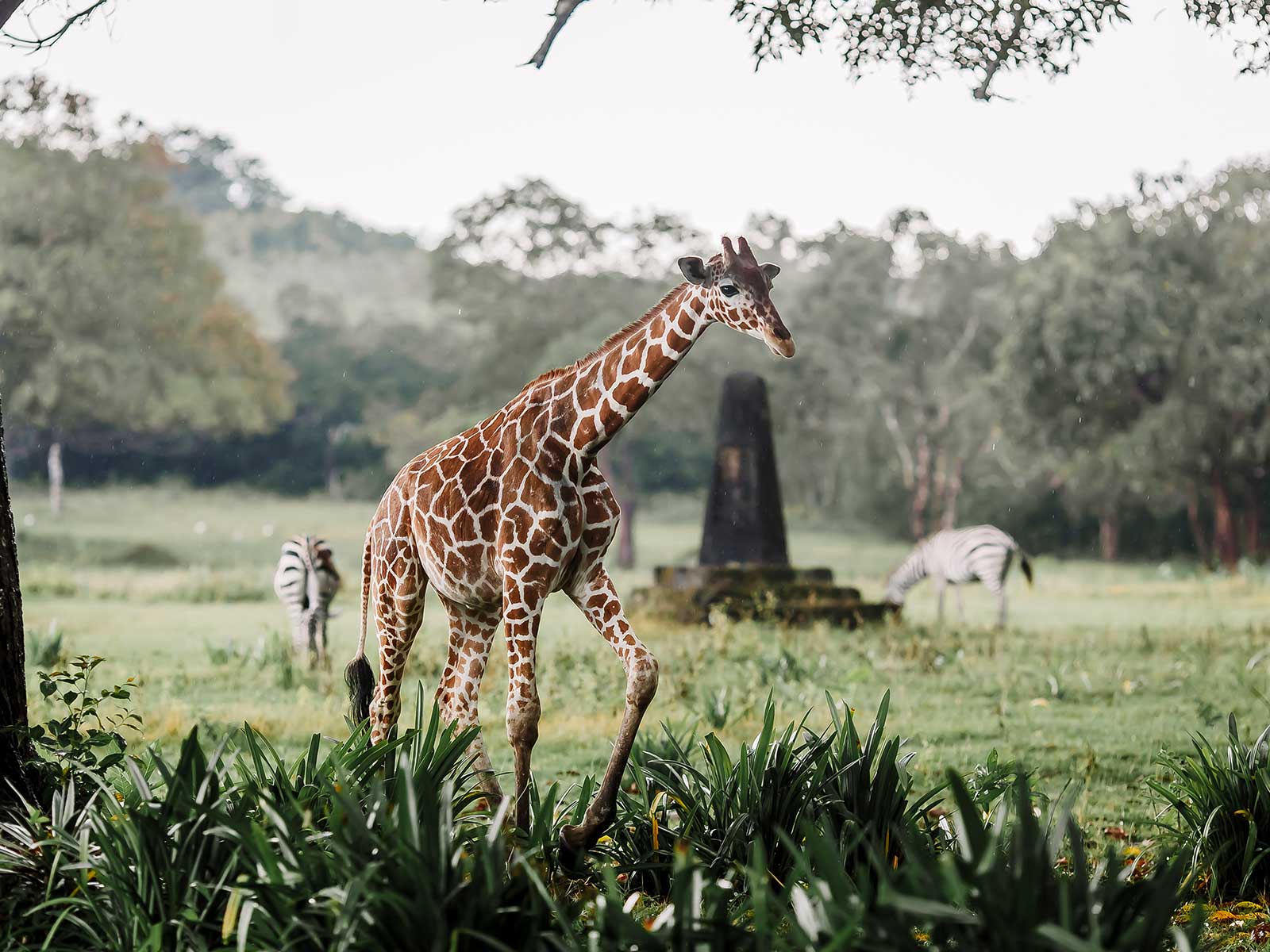 Calauit Isla Parque Nacional
