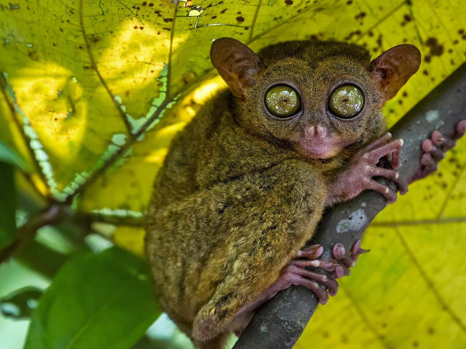 Tarsier Sanctuary
