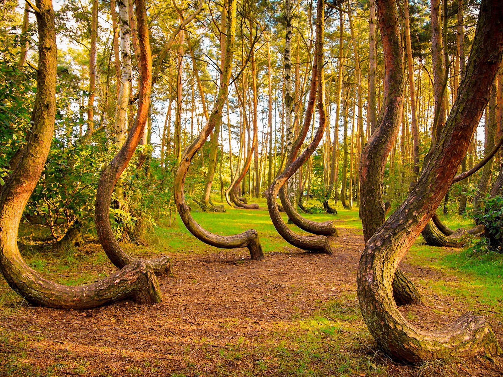 Crooked Forest