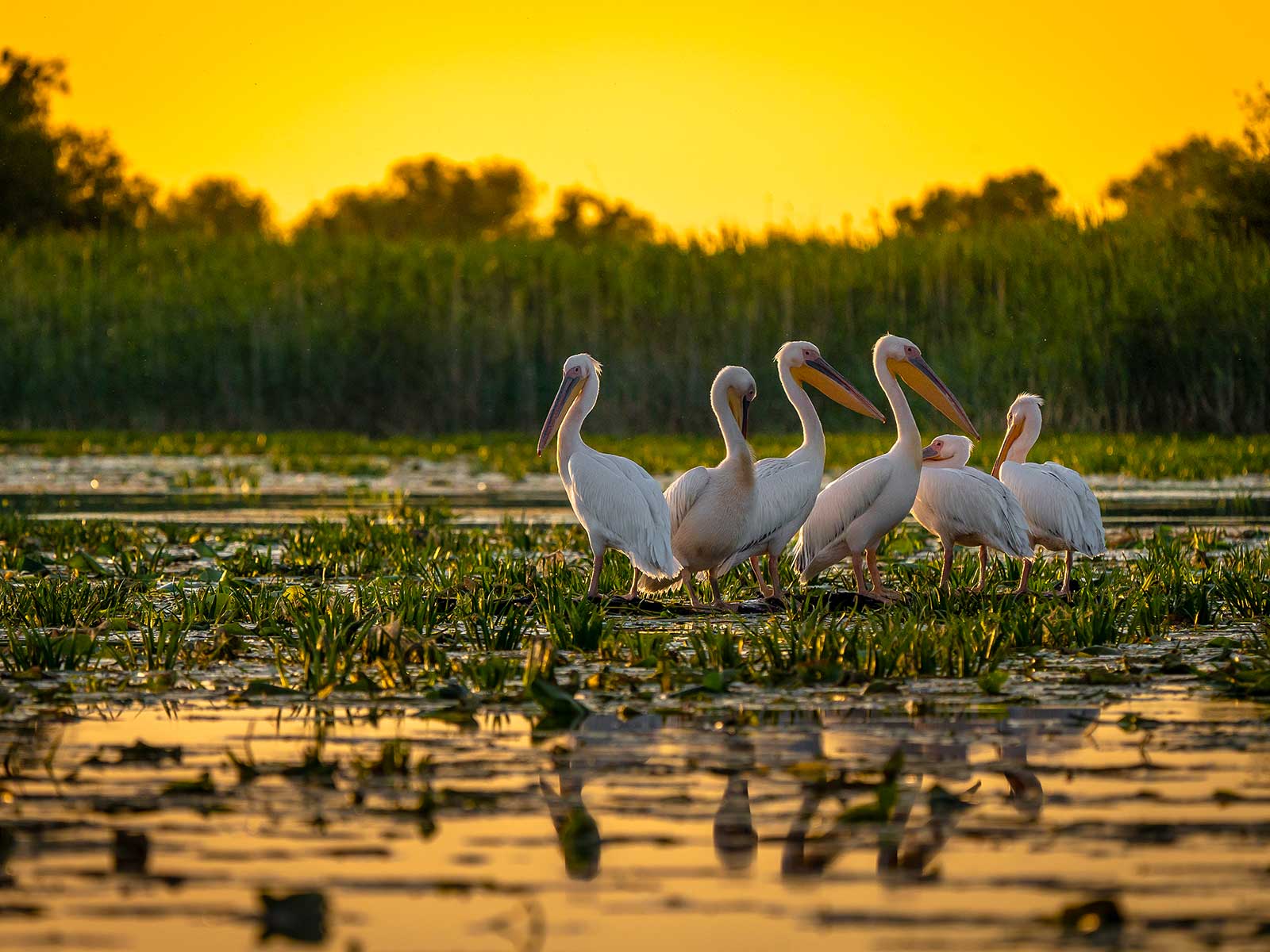 Danube Delta 1