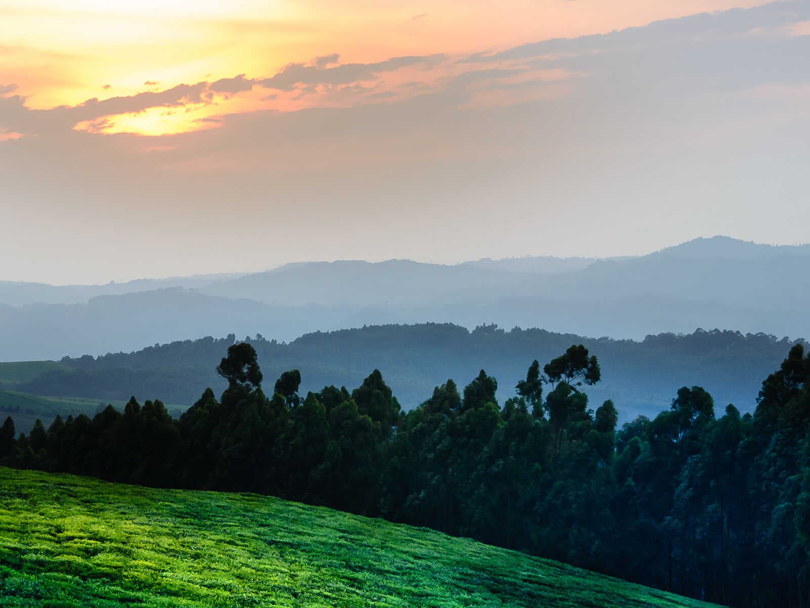 Nyungwe Forest Parque Nacional 1