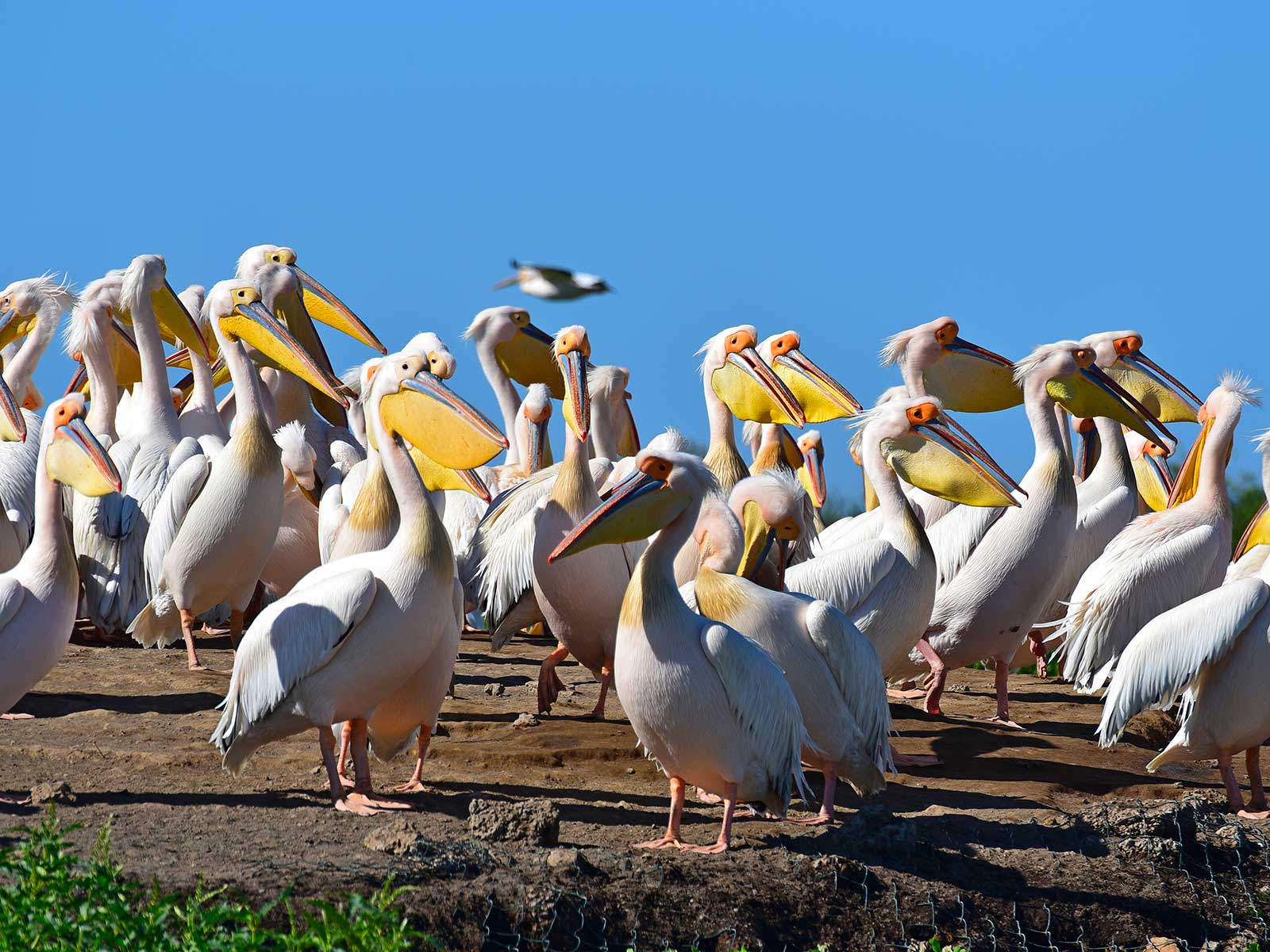 Djoudj National Bird Sanctuary