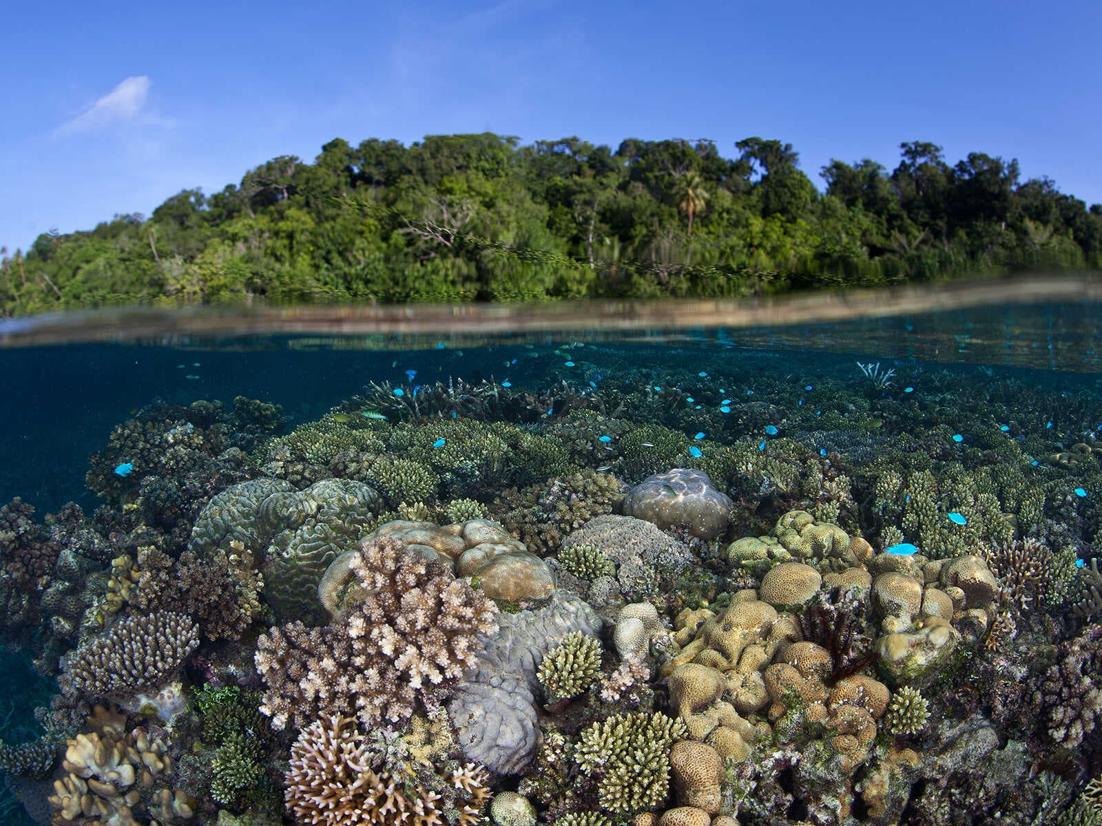 Marovo Lagoon 1