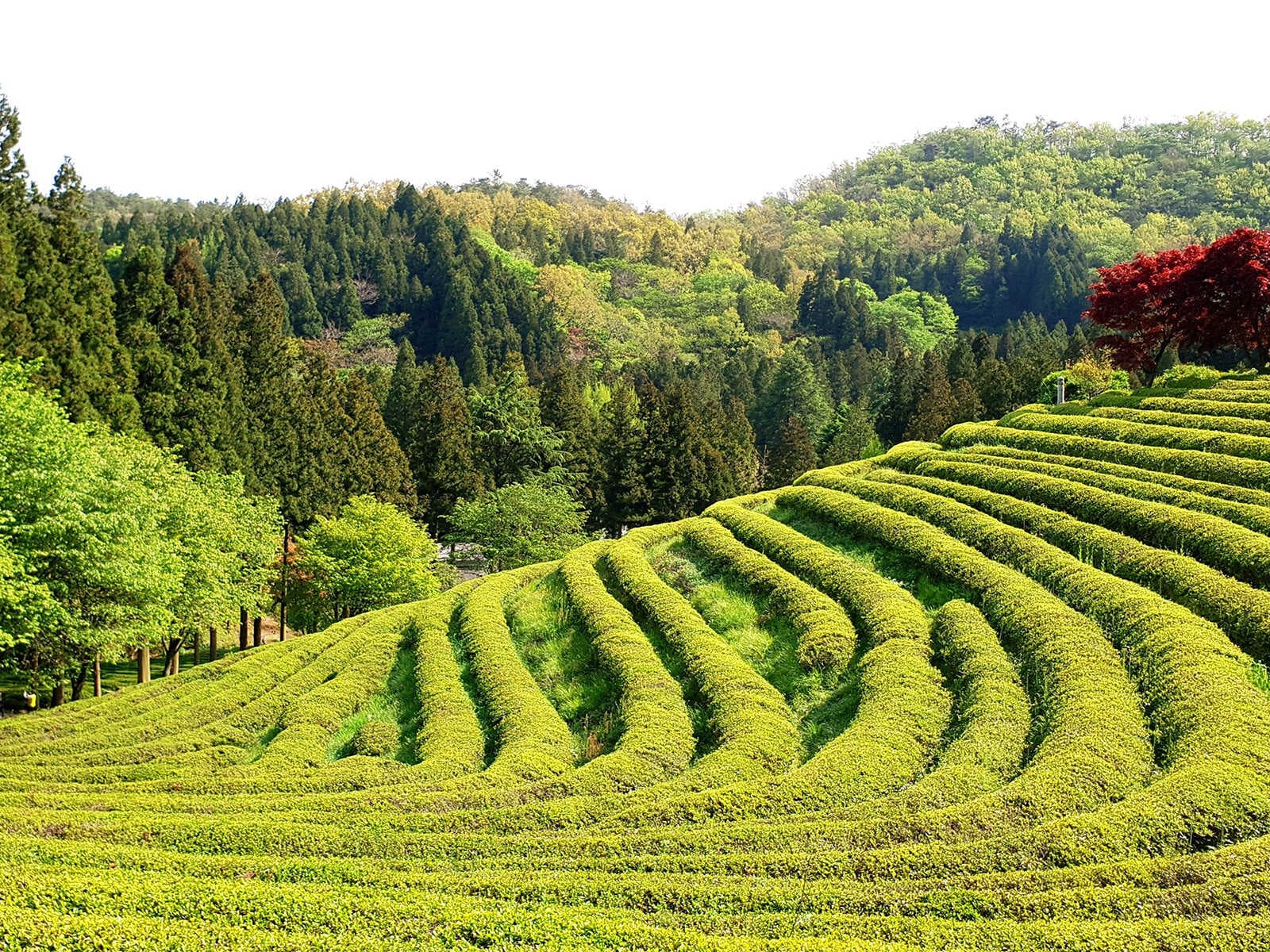 Tea Plantation 1
