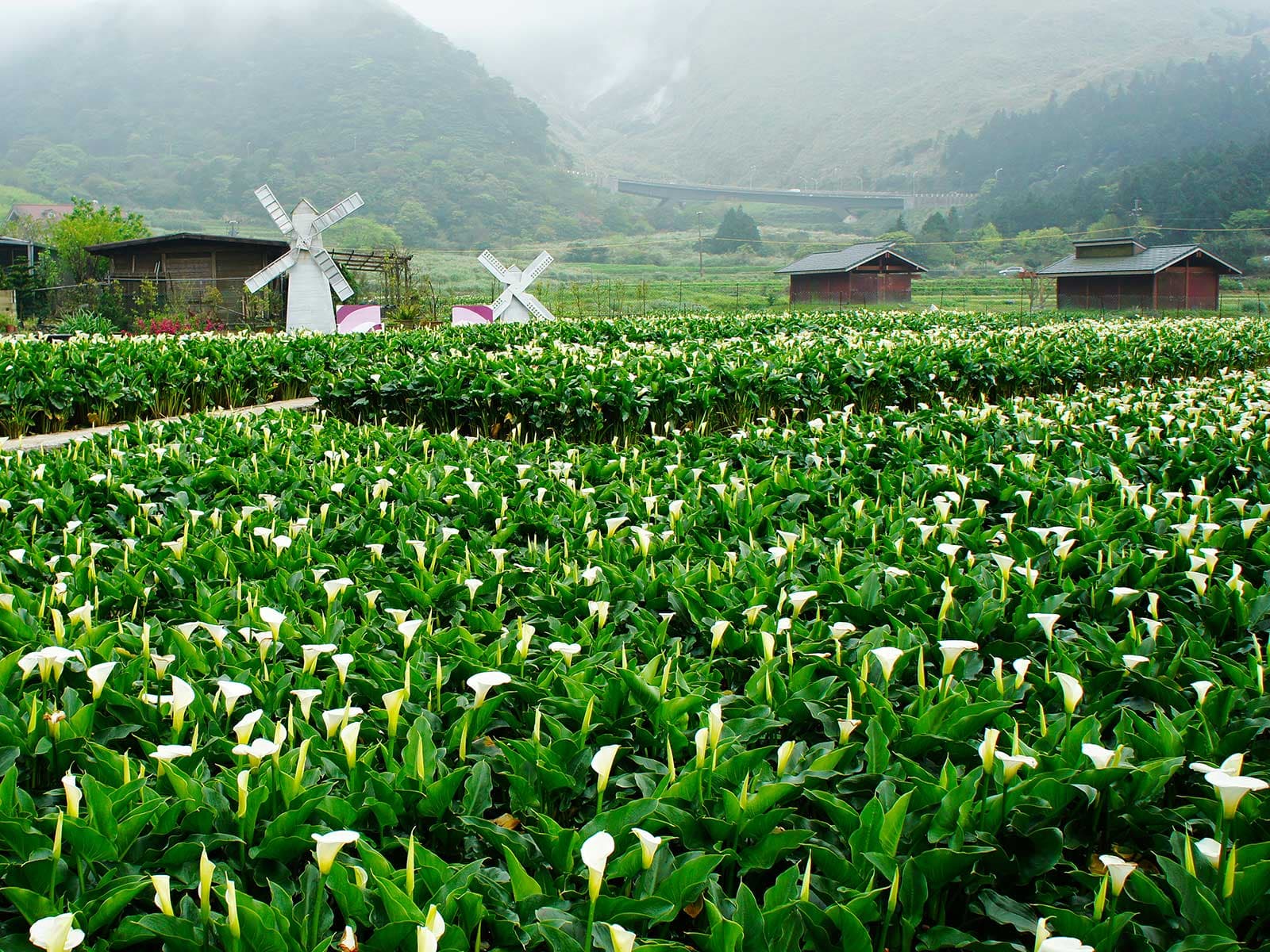 Yangmingshan Parque Nacional